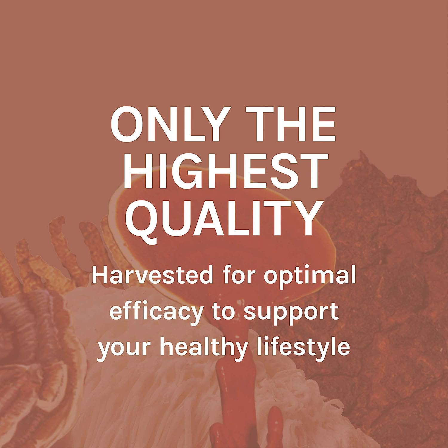 Host Defense MycoBotanicals Liver Support Capsules - Organic Liver Health Supplement with Milk Thistle, Turmeric Root & Medicinal Mushrooms (Turkey Tail, Reishi, Chaga) - 60 Vegan Capsules (30 Servings) - Natural Detox & Immune Booster for Daily Wellness