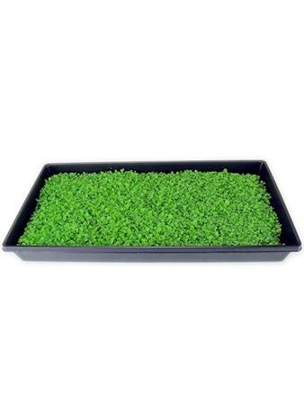 Organic Broad Leaf Batavia Endive Seeds - 5 Lb Bulk Non-GMO Garden Seeds for Microgreens, Salad Gardening & Homegrown Greens | Perfect for Hydroponics, Indoor Planting & Healthy Eating