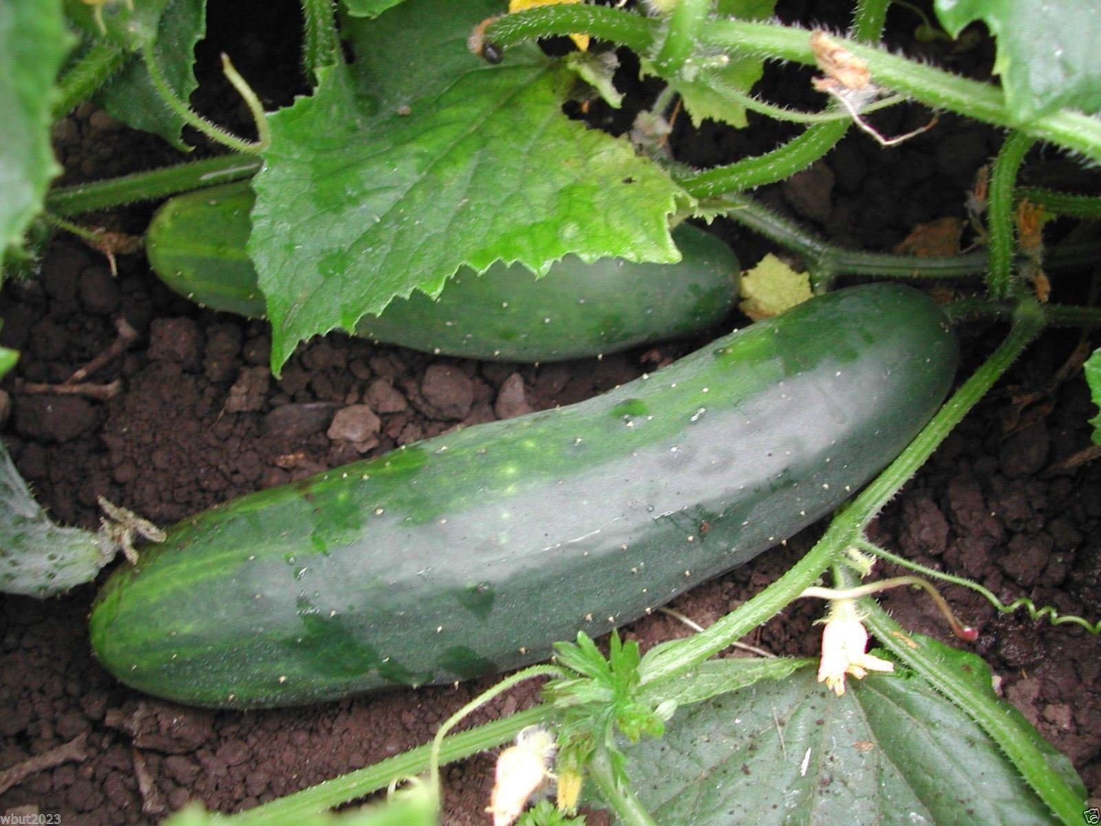200 Slicing Cucumber Seeds - Fresh, Crisp & Flavorful for Salads, Snacks & Healthy Eating | Perfect for Home Gardens, Hydroponics & Container Planting
