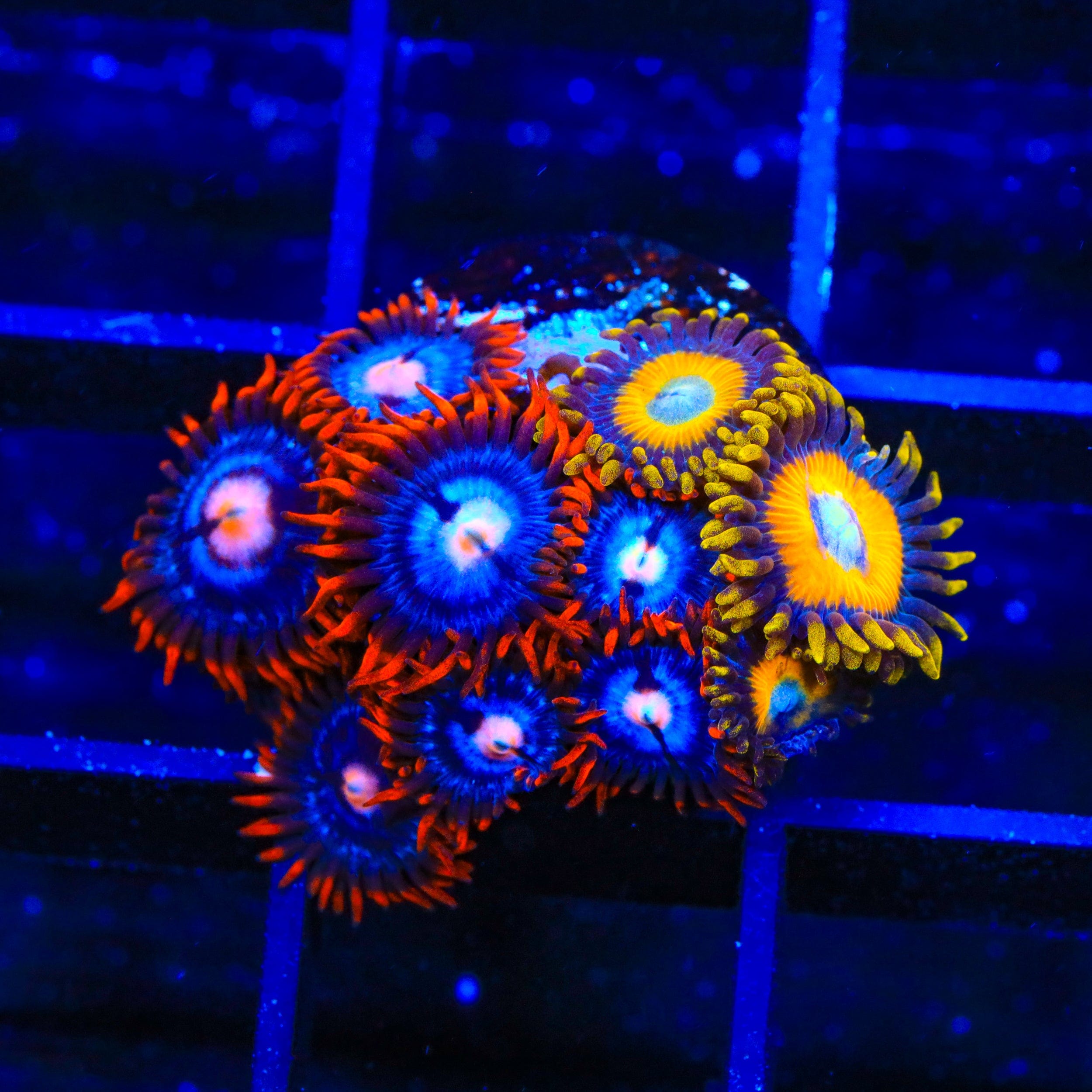 Fire and Ice Scrambled Eggs Zoanthids Coral - Colorful Live Saltwater Coral for Reef Aquariums | Perfect for Nano Tanks and Coral Frag Racks