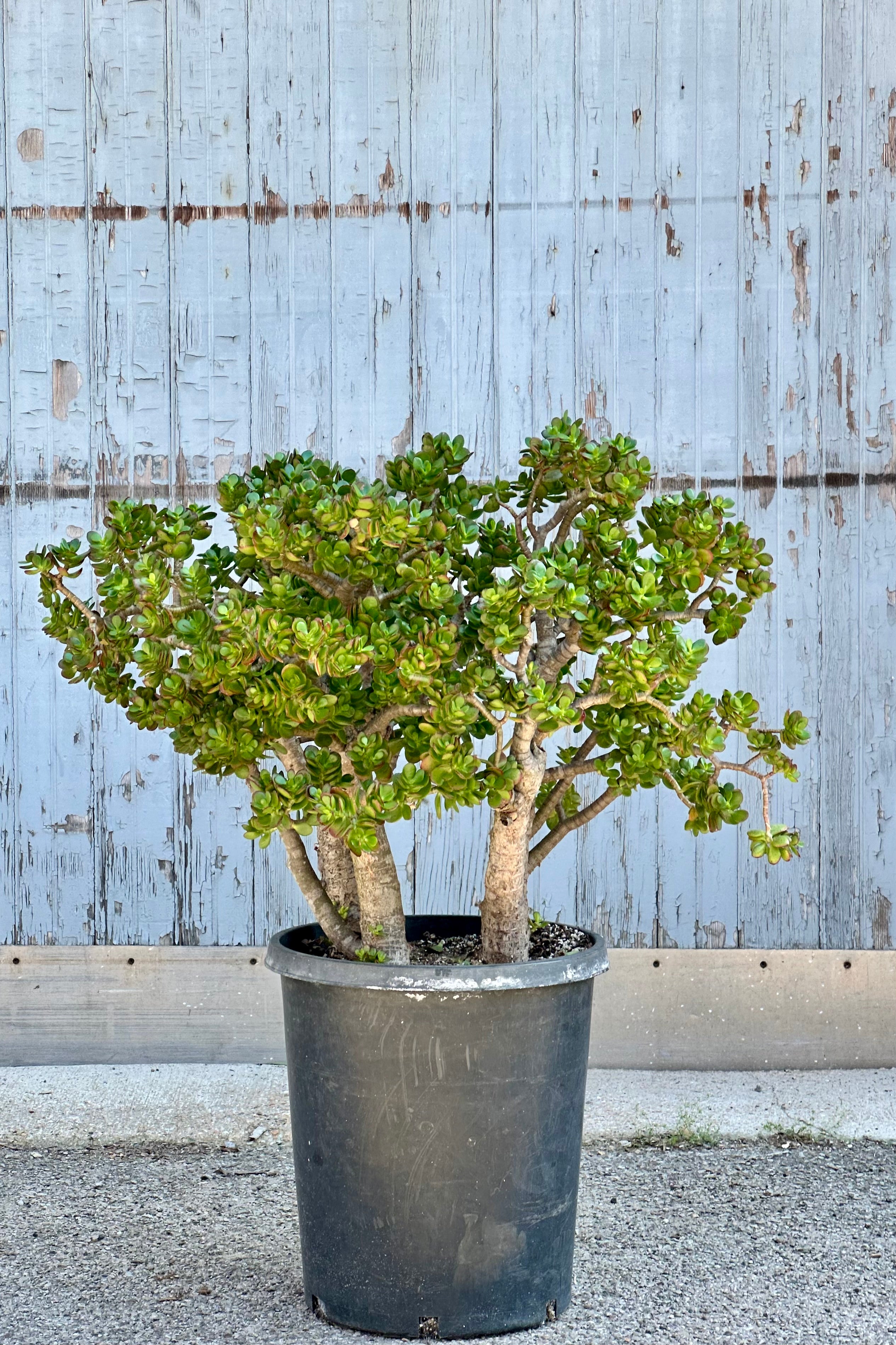 Crassula ovata 'Gollum' Jade Plant - #15 Succulent for Home Decor, Office Desk, and Garden Landscaping