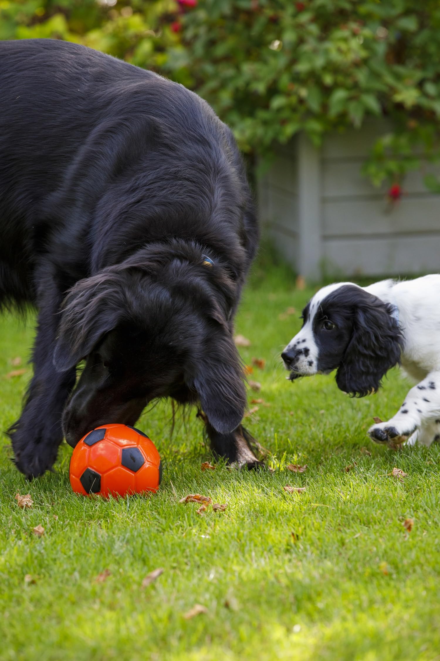 Seriously Strong Football Treat Dog Toy - Durable Chew Toy for Aggressive Chewers - Perfect for Fetch, Training & Playtime