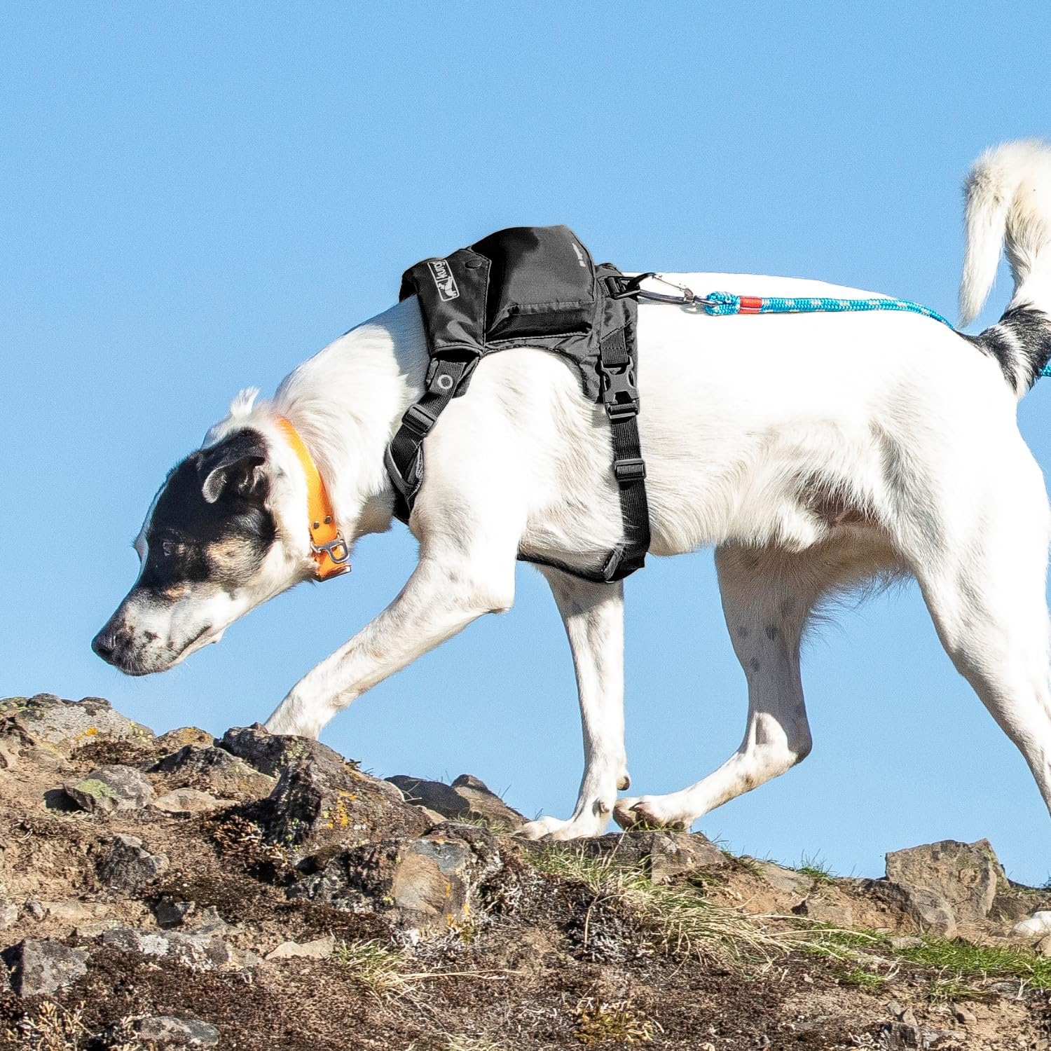 Kurgo Stash n’ Dash Dog Harness - Lightweight Reflective Vest with Pocket for Small Dogs, Folds into Pouch - Perfect for Running, Hiking & Outdoor Adventures (Black)