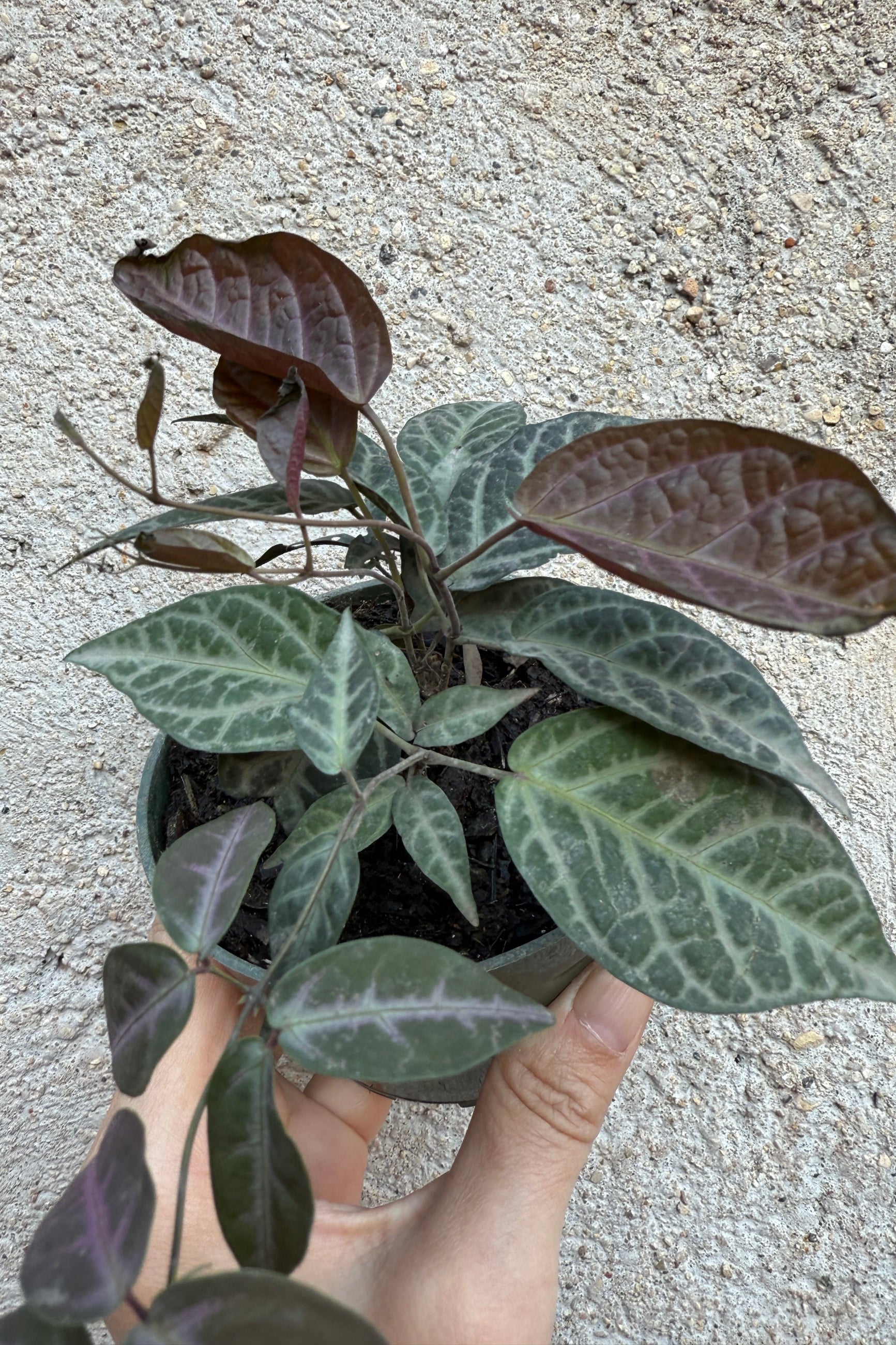 Bignonia Argyro Violacea - Purple Trumpet Vine Plant for Sale | Fast-Growing Flowering Vine for Gardens, Fences & Trellises | Perfect for Landscaping & Outdoor Decor