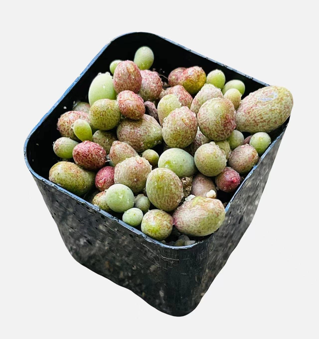 Live Succulent Plants - Tylecodon Schaeferianus in 2 Inch Pot | Drought-Tolerant Indoor/Outdoor Houseplant for Home Decor, Office Desk & Garden