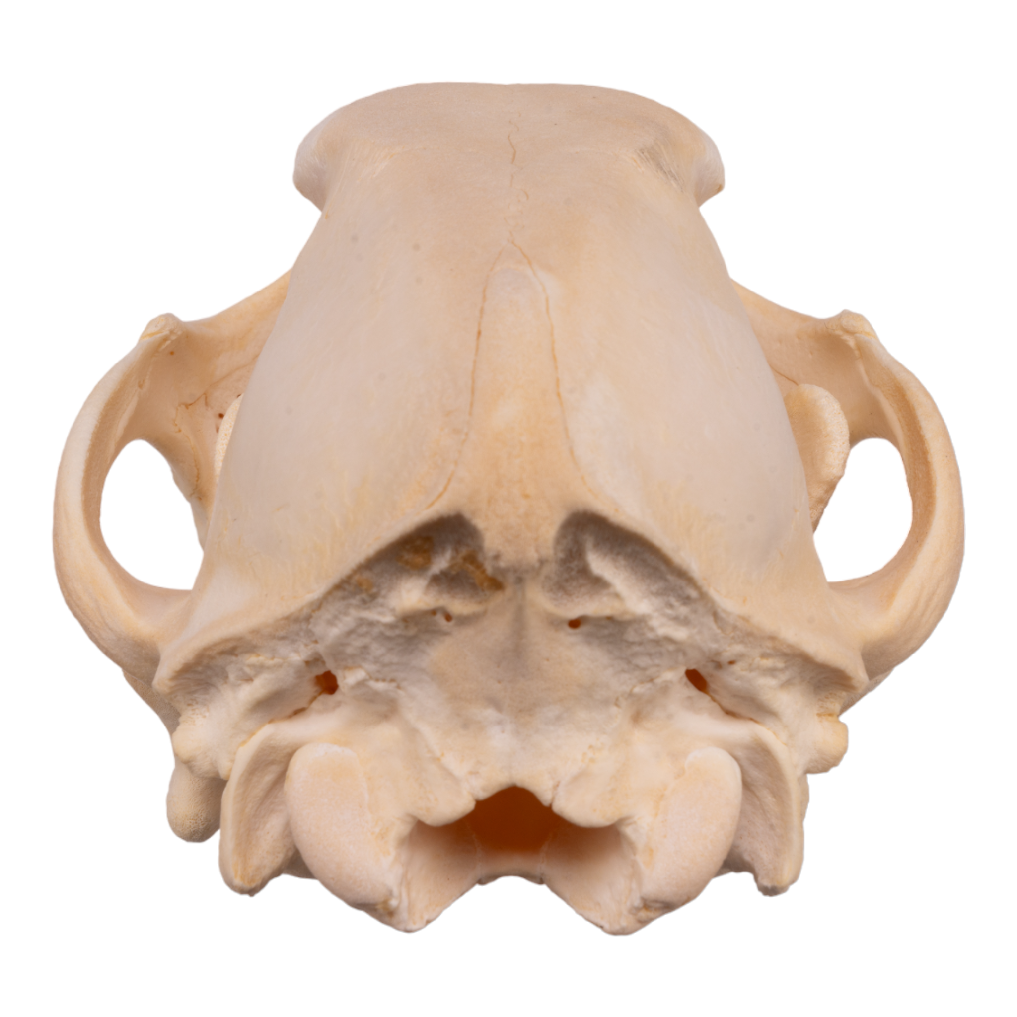 Authentic German Shepherd Puppy Skull - Real Domestic Dog Skull for Veterinary Study, Taxidermy & Halloween Decor