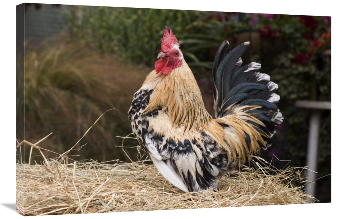 Global Gallery Domestic Chicken, Sable Poot, Lemon Mill Fleur Cock Canvas Art Print - 36x24 Inch Wall Decor for Living Room, Bedroom & Office