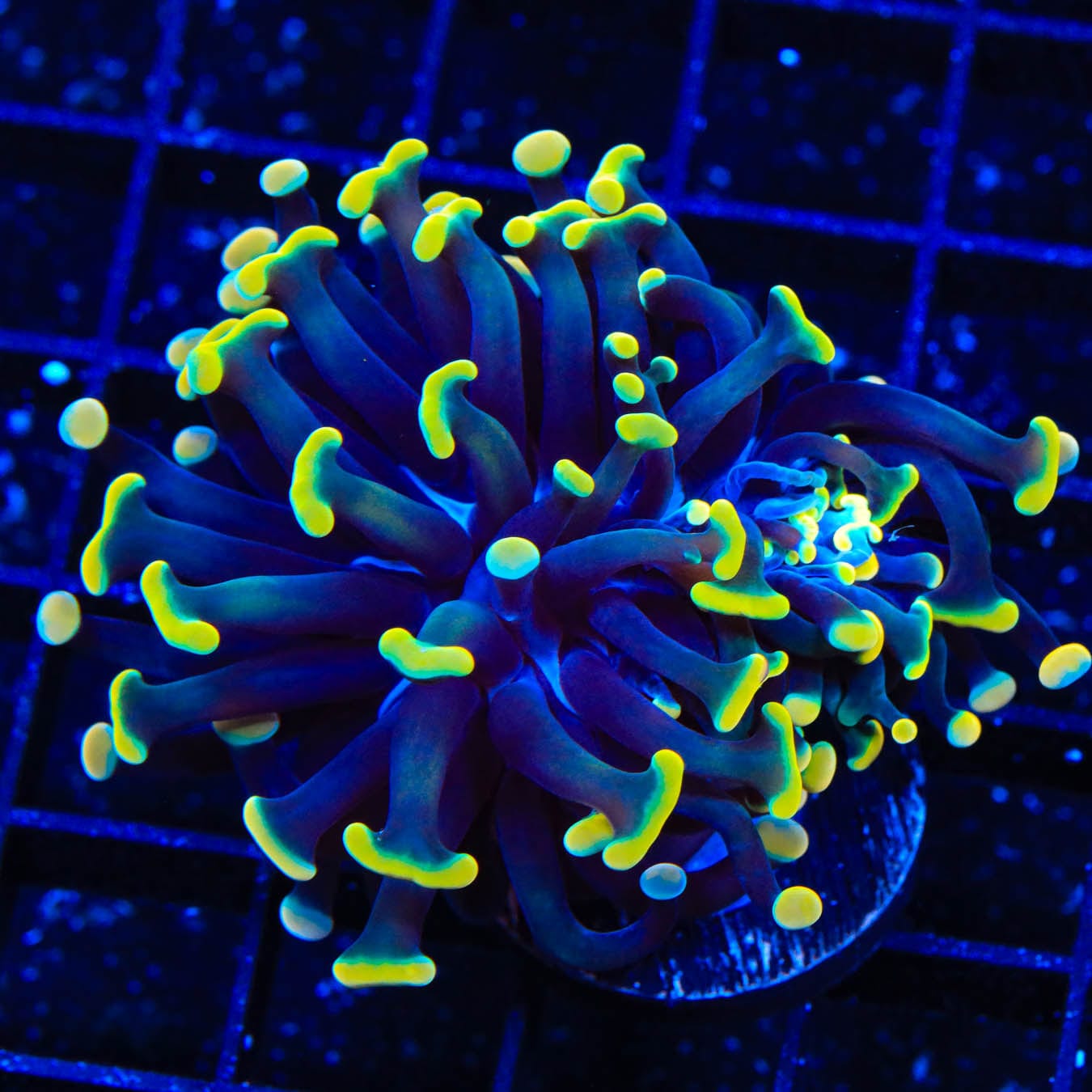 Disco Hammer Coral for Saltwater Aquarium - Vibrant LPS Coral for Reef Tanks, Marine Fish Tanks & Coral Propagation | Perfect for Beginners & Advanced Hobbyists