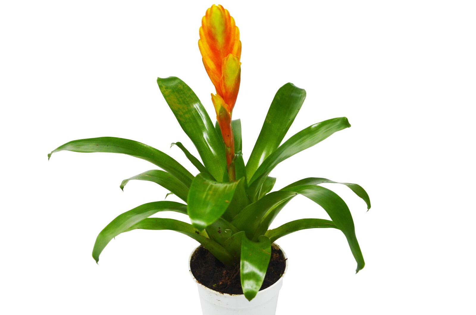 4 Inch Bromeliad Vriesea Energy Live House Plant - Indoor Gardening Decor for Home, Office & Gift Ideas - Air Purifying & Low Maintenance Tropical Plant
