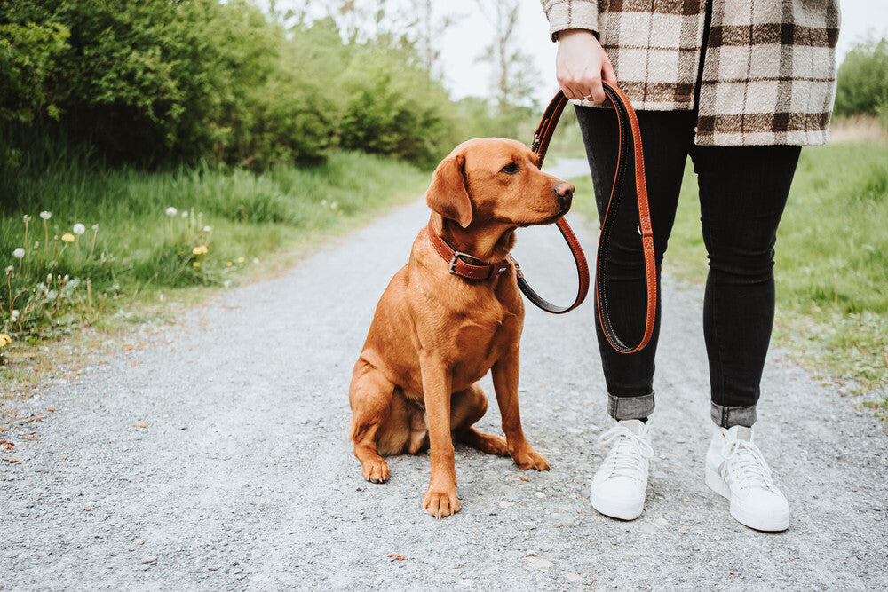 HUNTER UP Canadian Collars for Dogs - Adjustable Pet Collar with Reflective Strip, Durable Nylon Material for Safety and Comfort - Perfect for Walking, Training, and Outdoor Adventures
