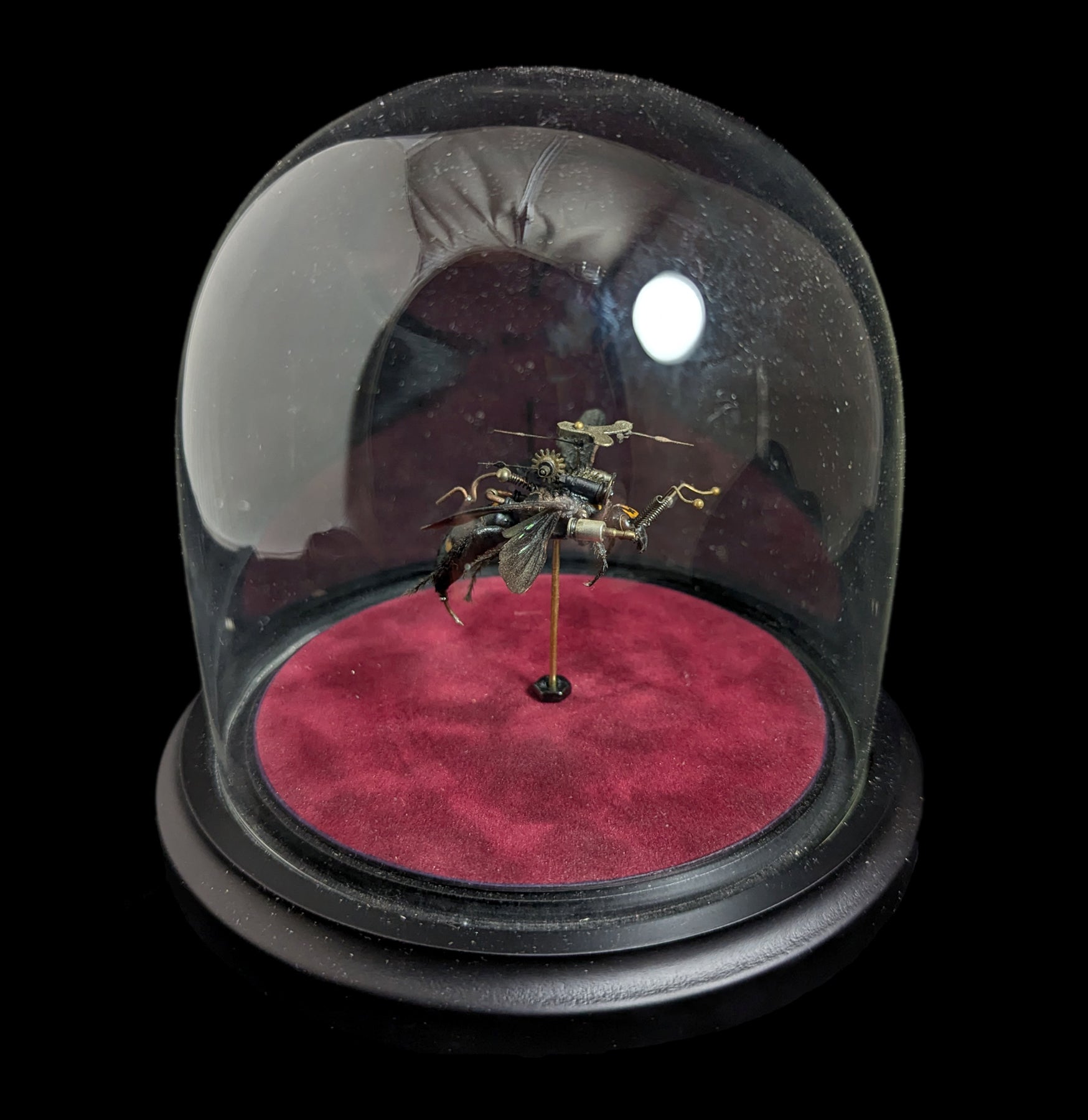Clockwork Hymenoptera: Procer - Mechanical Insect Model Kit for STEM Education & Home Decor | Perfect for Science Projects, Collectors & Unique Gift Ideas