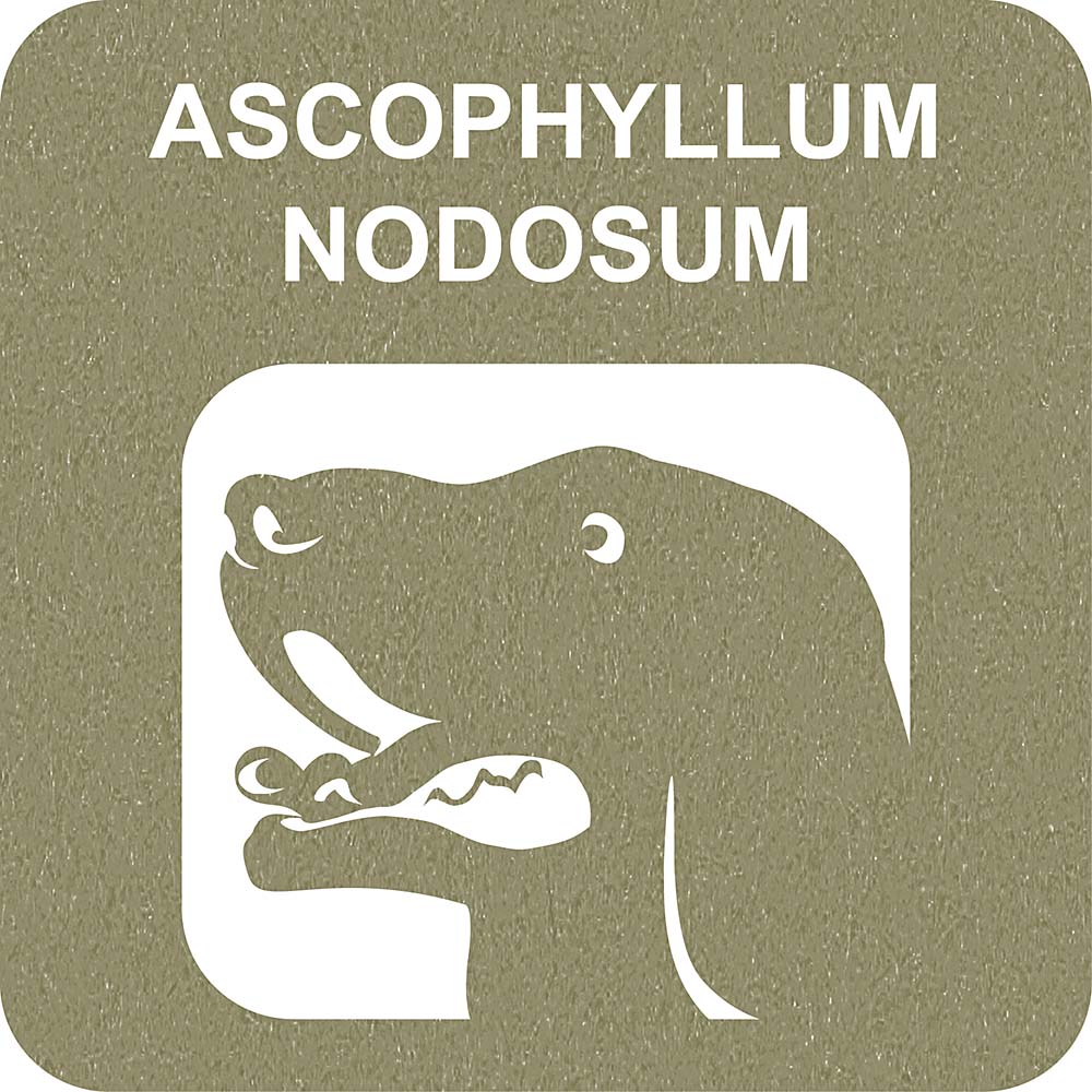 100% Natural Fusillum Ascophyllum Snack Sticks - Organic Seaweed Snacks for Healthy On-the-Go Eating, Keto & Vegan Diet, Perfect for Hiking, Travel and Office Snacks