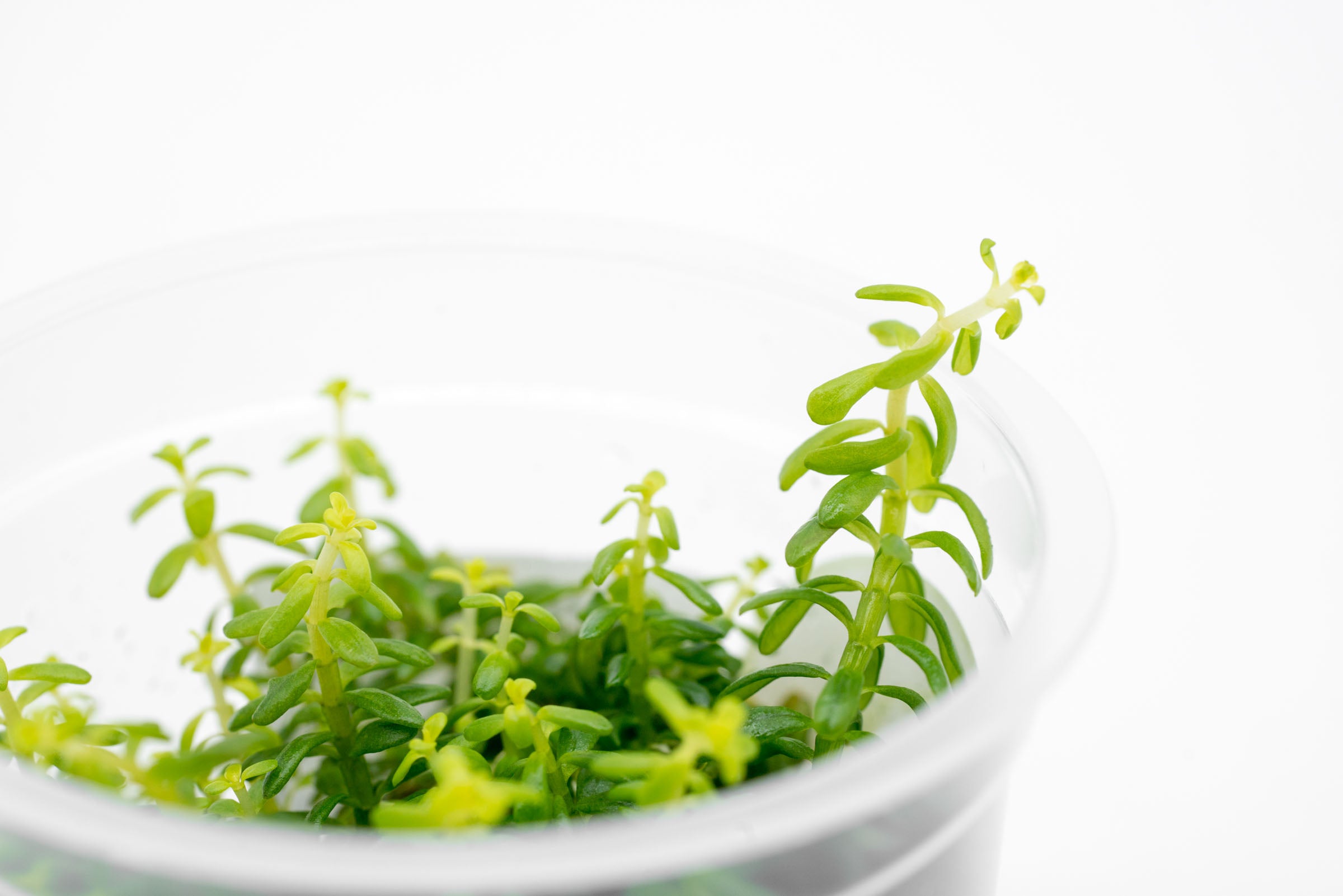 Rotala Rotundifolia Green - Live Aquarium Plant for Freshwater Fish Tanks | Perfect for Aquascaping, Nano Tanks & Low-Tech Setups