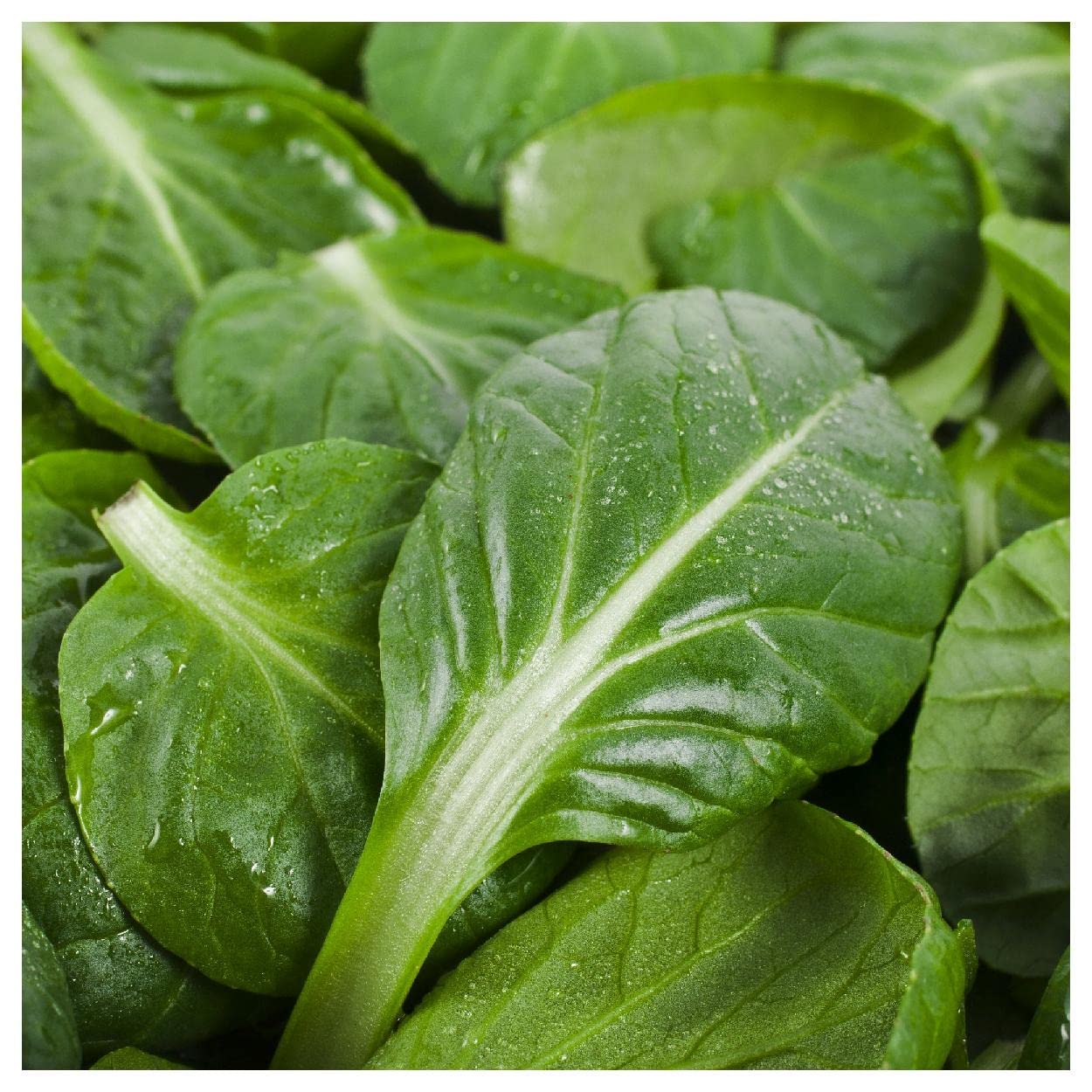 Organic Tatsoi Chinese Cabbage Seeds - 1 Lb Non-GMO Heirloom Seeds by Everwilde Farms - Gold Vault Packaging for Home Gardening, Asian Cooking & Fresh Salads