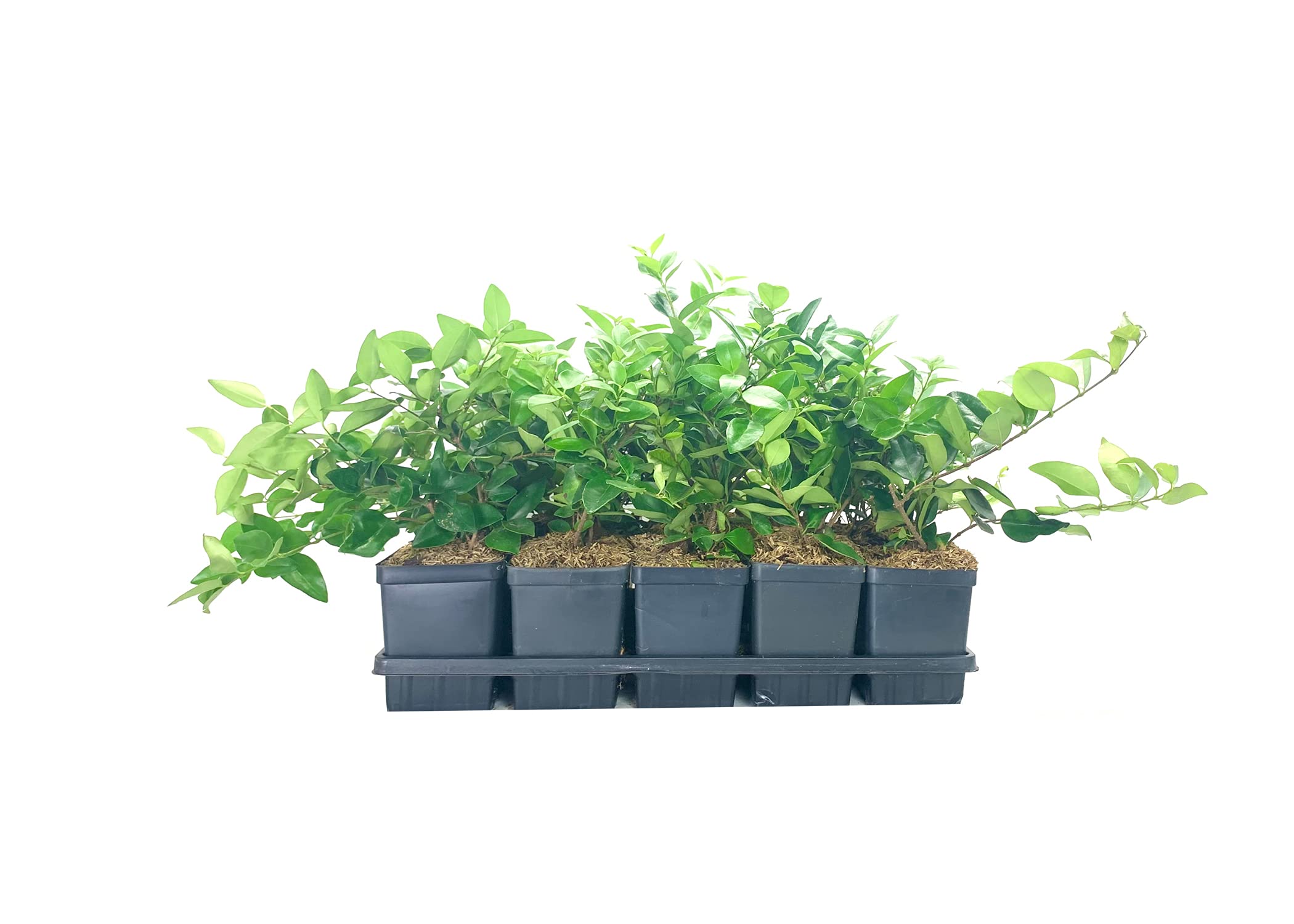 Ligustrum Waxleaf Privet - 12 Live Quart Size Plants - Evergreen Privacy Hedge for Landscaping - Perfect for Garden Borders, Fences, and Outdoor Privacy Screens