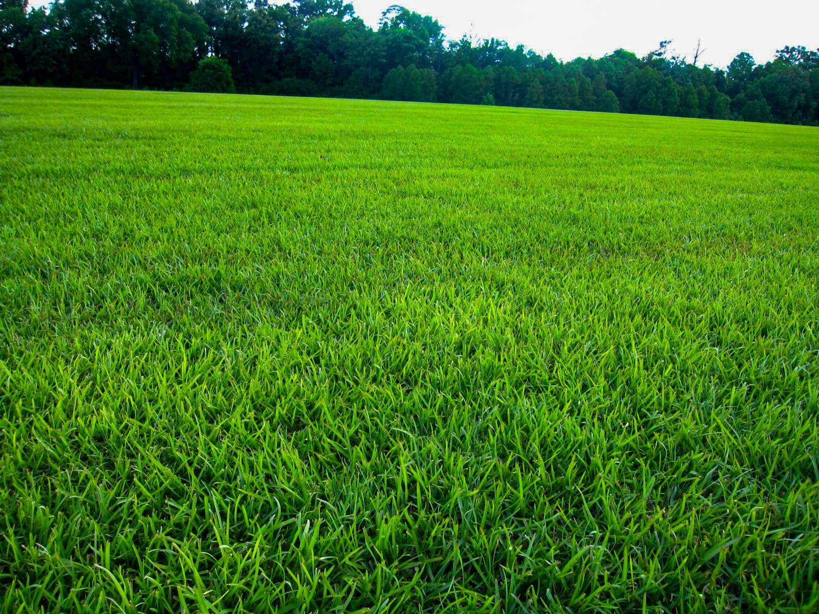 Premium Lawnifi Santee Centipede Grass Seeds for Lush Green Lawn - 2 lbs Bag Covers 4,000 Sq Ft | Fast-Growing, Drought-Resistant Grass Seed for Southern Lawns, Golf Courses & Landscaping