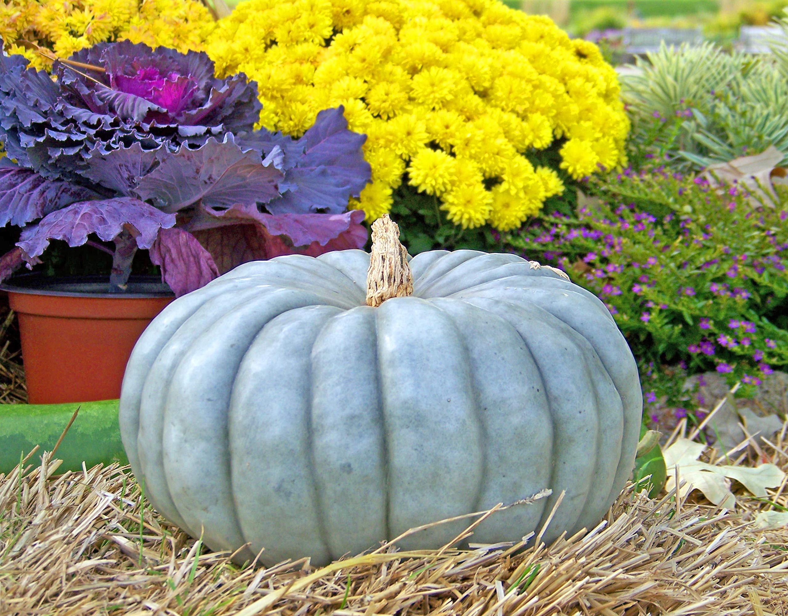 Blue Pumpkin Queensland Giant Seeds - Non-GMO Heirloom Vegetable for Halloween Decor & Rare Ornamental Gardening | Perfect for Fall Harvest, Holiday Displays & Unique Garden Landscapes