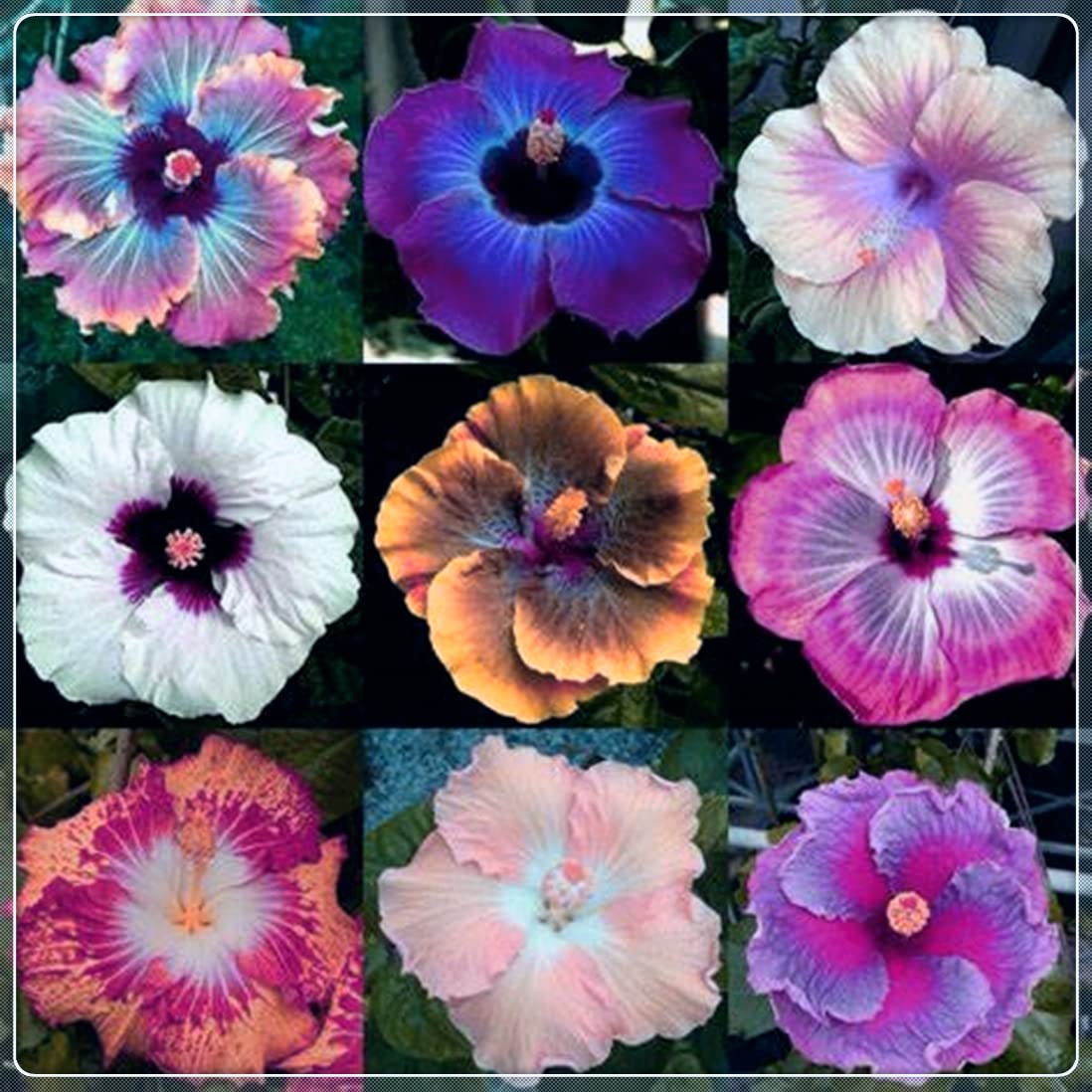 2-Pack Perennial Hibiscus Plants - Ready to Grow in Flower Pots Year-Round | Perfect Gardening Gift for Home & Garden Decor | Indoor/Outdoor Planting
