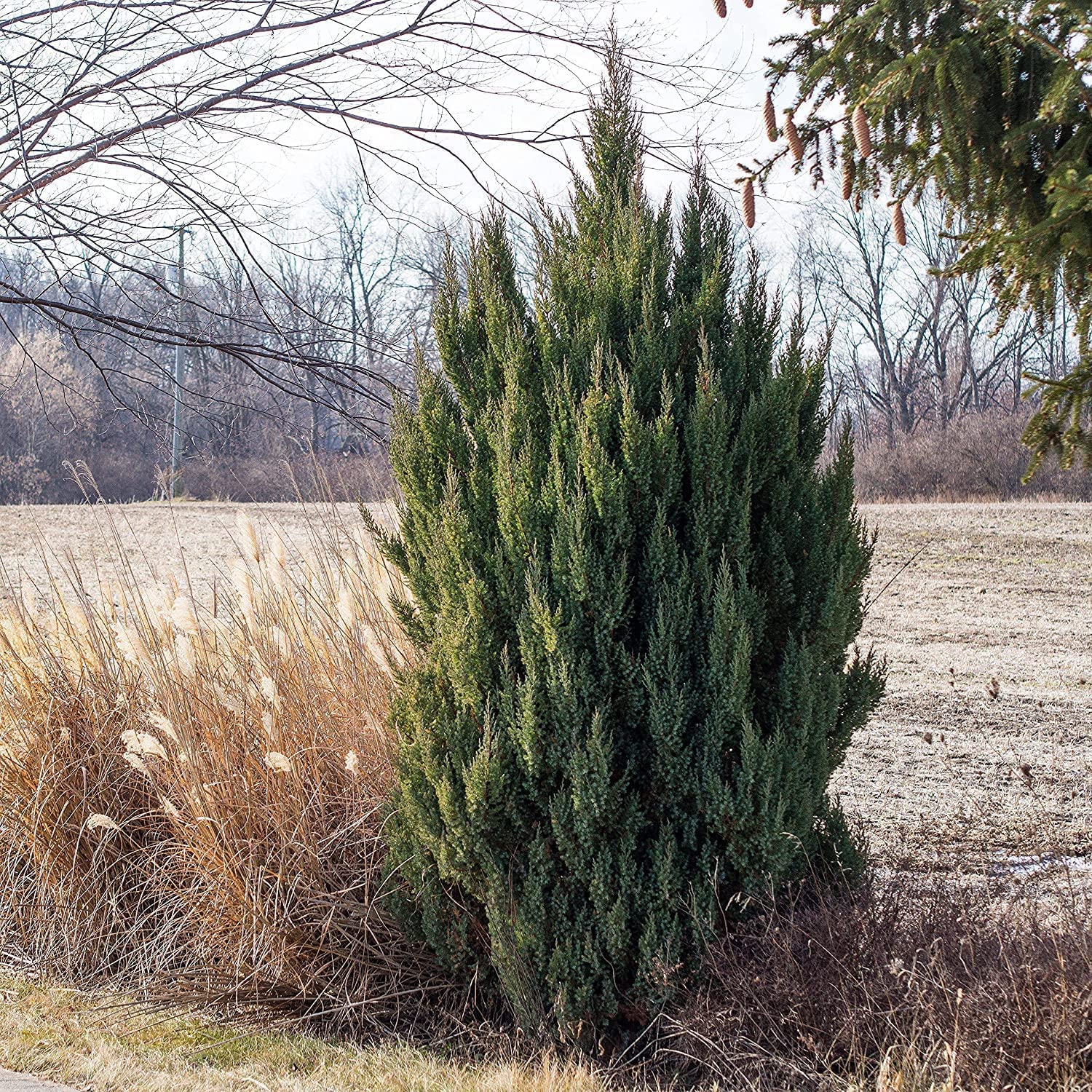 Spiny Greek Juniper (Juniperus Chinensis) - 15 Live 4 Inch Pots - Drought Tolerant, Cold Hardy Evergreen Screening Plants for Privacy Hedges, Landscaping & Windbreaks
