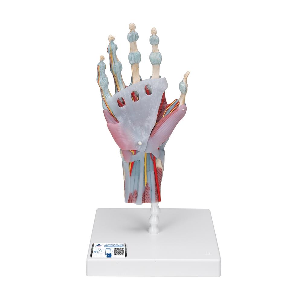 Hand Skeleton Model with Ligaments & Muscles - Anatomical Study Tool for Medical Students & Doctors | Perfect for Classroom, Lab & Medical Office Use