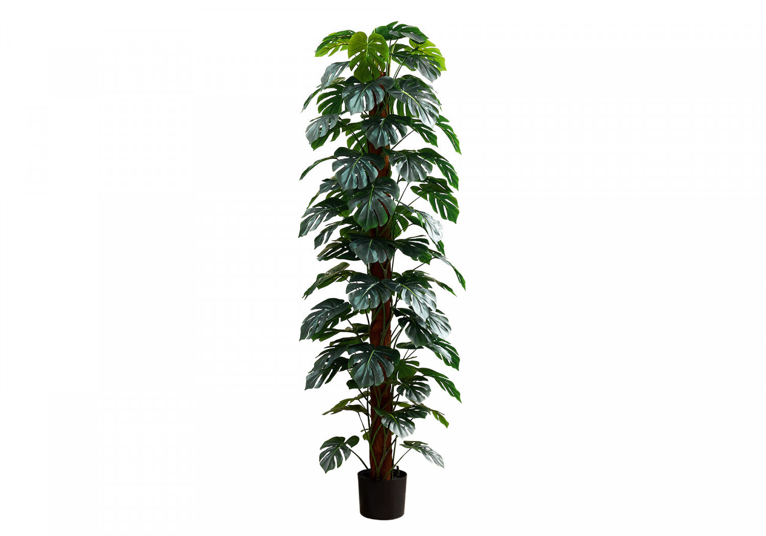 83 Monstera Deliciosa Swiss Cheese Plant with 8-Inch Black Nursery Pot - Indoor Tropical Houseplant for Home, Office Decor and Gift Giving
