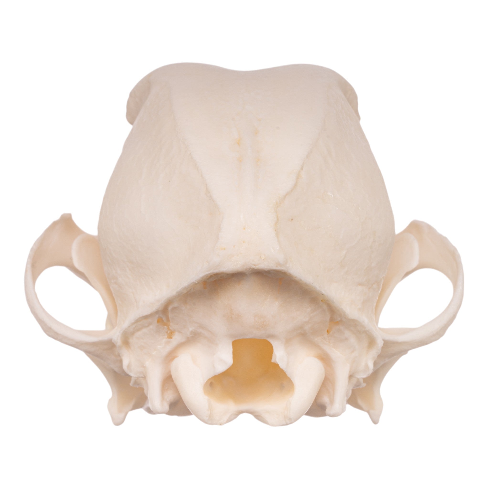 Authentic Maltese Dog Skull - Real Domestic Canine Skull for Veterinary Study, Taxidermy, and Educational Display | Perfect for Halloween Decor, Oddity Collections, and Science Classrooms