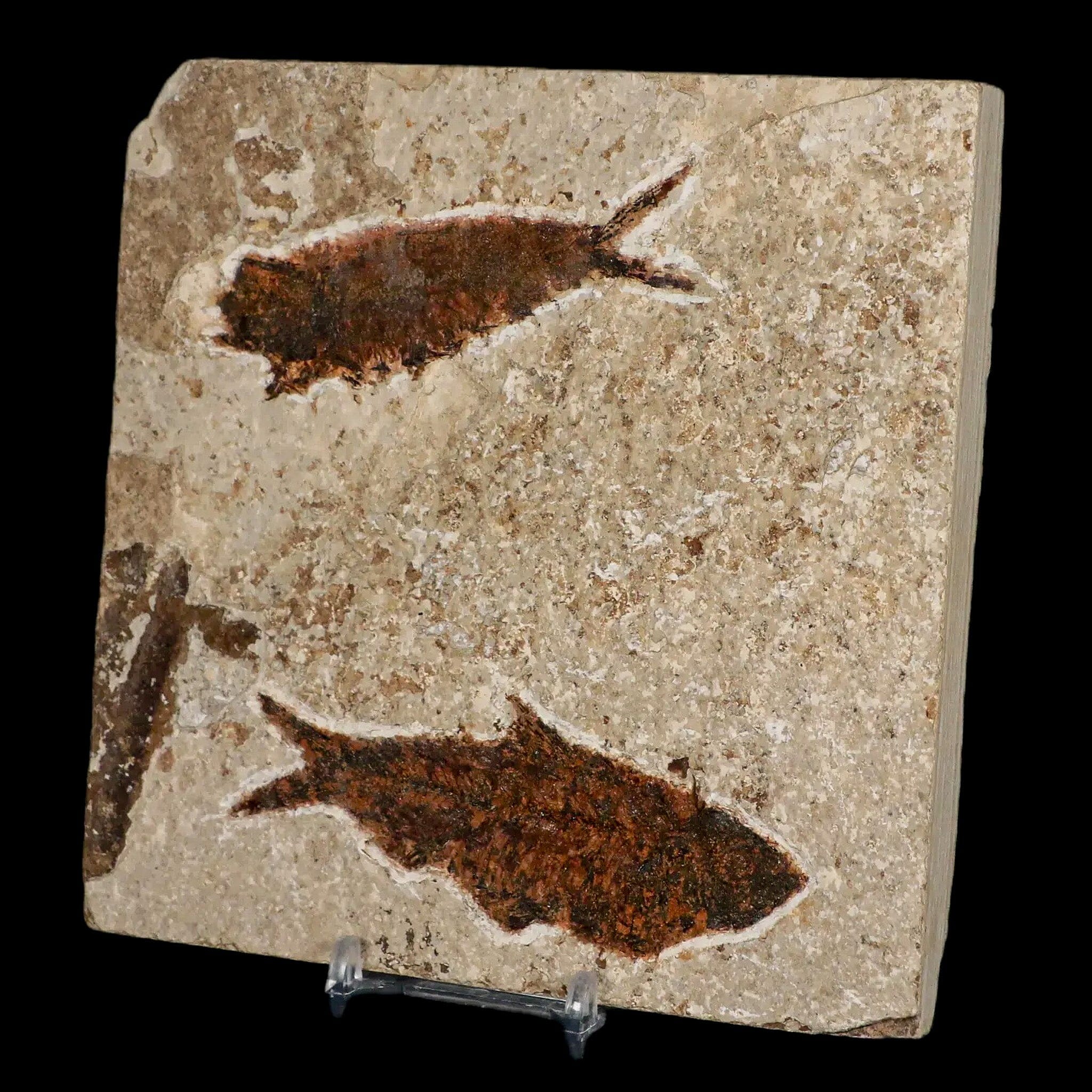 Two 2 Knightia Eocaena Fossil Fish Specimens - Green River Formation Wyoming - Eocene Age (34-56 Million Years) - Includes COA & Display Stand - Perfect for Paleontology Collectors, Home Decor & Educational Displays