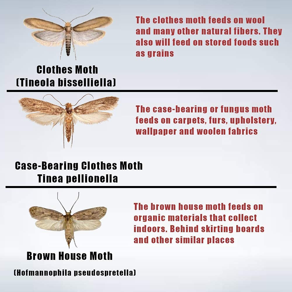 6 Pack Refillable Pheromone Moth Traps - Odor-Free Natural Hanging Box for Closet, Pantry & Kitchen | Protect Clothes & Food from Moth Damage | Home Storage & Wardrobe Essential