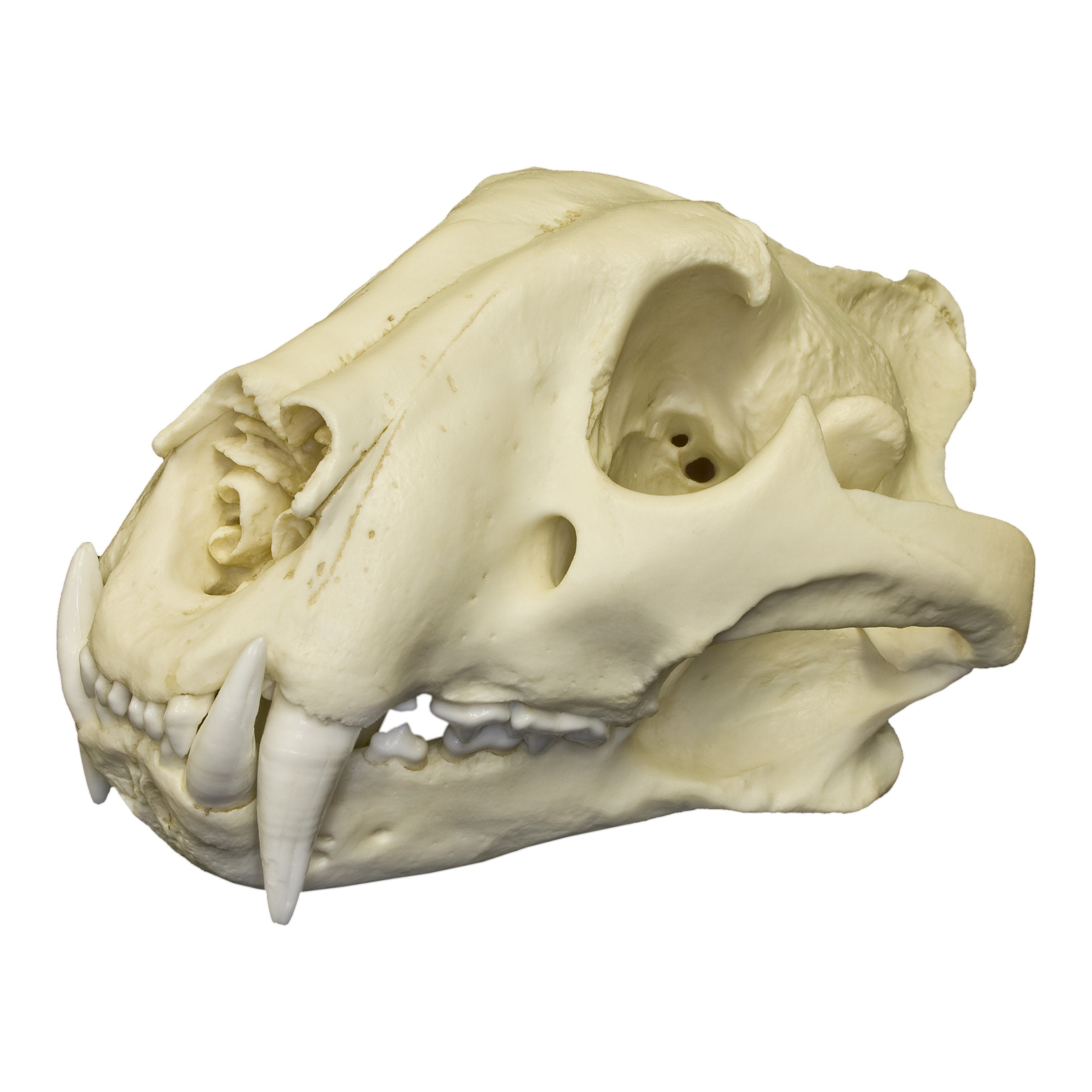 Replica Bengal Tiger Skull - Lifelike Animal Skull Model for Home Decor, Halloween Props, and Educational Displays