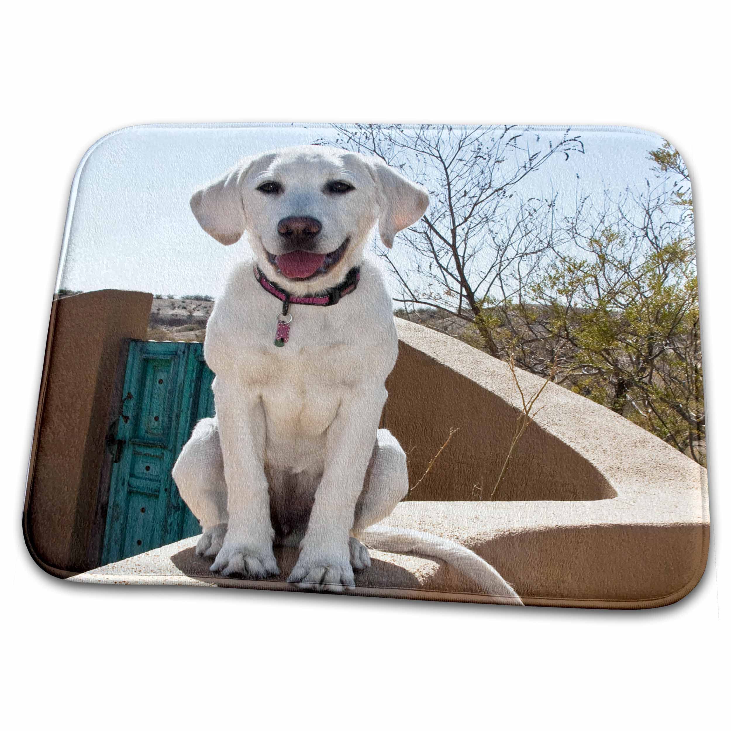 3dRose Goldendoodle Dog Sitting on Adobe Wall Bathroom Rug Mat - Non-Slip, Absorbent Bath Mat for Bathroom, Shower, Laundry Room - US32 Size (rug-145322-1)