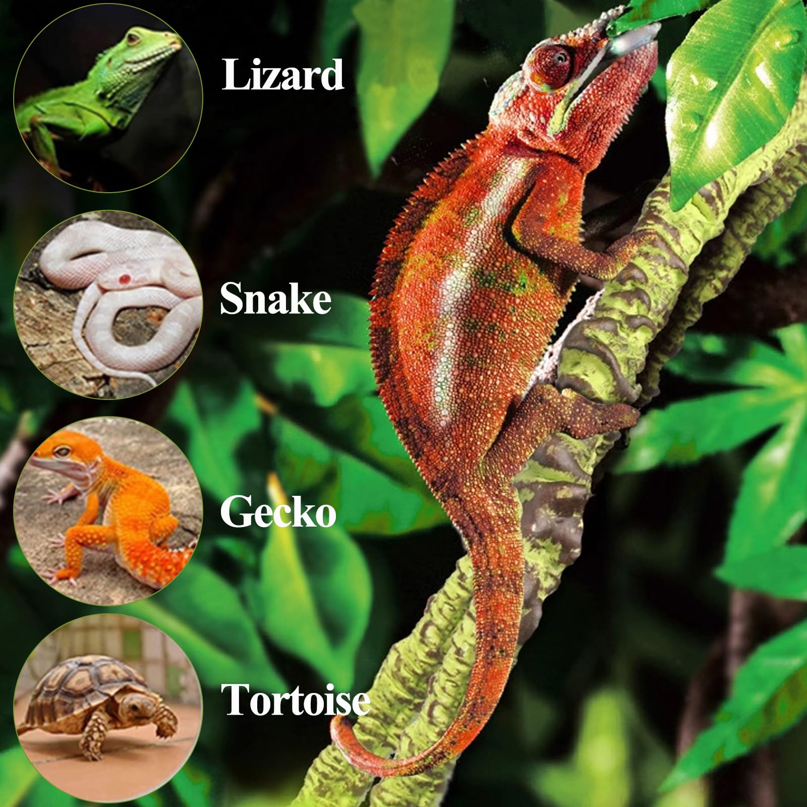 HERCOCCI Artificial Reptile Plants - Terrarium Hanging Vines & Climbing Plants for Leopard Gecko, Bearded Dragon, Snake & Chameleon Habitats - Natural-Looking Tank Decor & Hide Accessories - Perfect for Jungle-Themed Vivariums & Reptile Enclosures