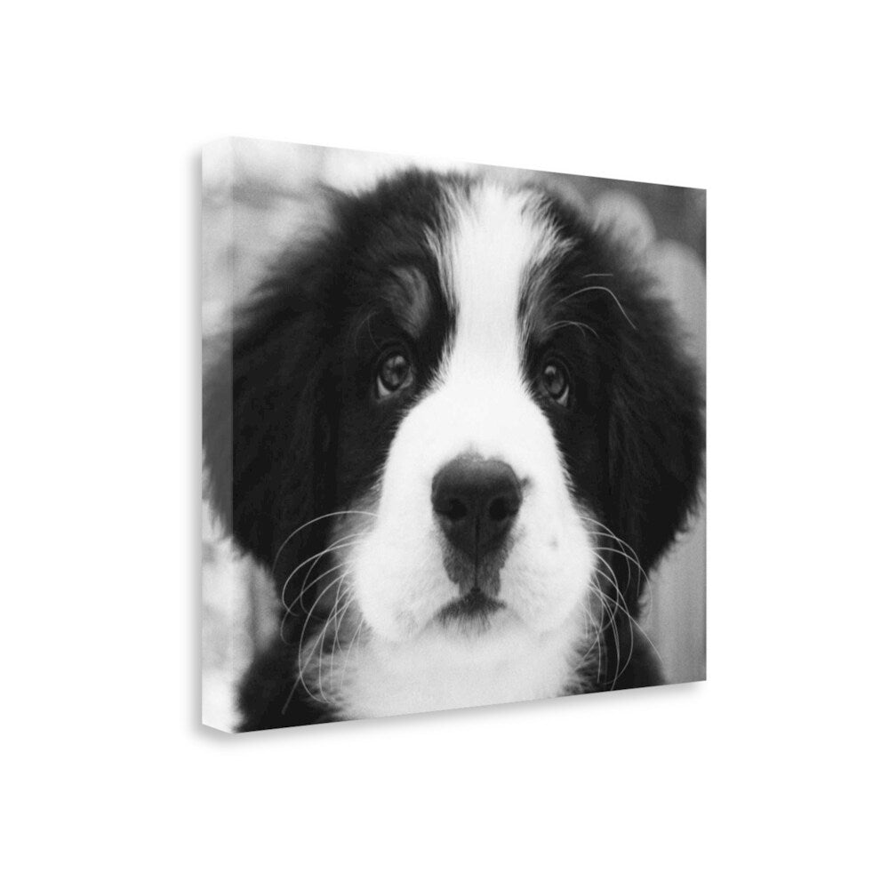 Ben By Kim Levin - Premium Fine Art Giclee Print on Gallery Wrap Canvas - Ready to Hang Wall Decor - Perfect for Living Room, Bedroom & Office