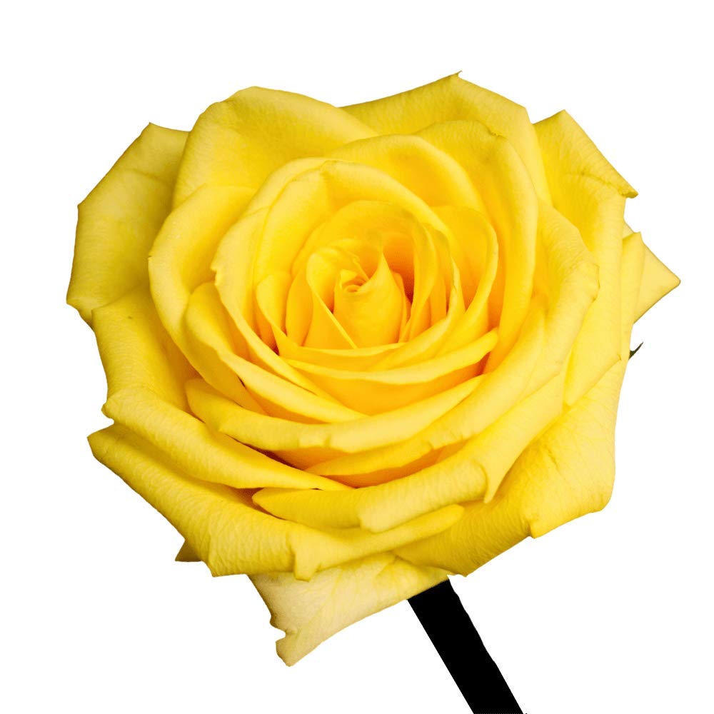 Fresh Cut Yellow Roses - 100 Gold Strike Roses for Wedding Bouquets, Anniversary Gifts & Home Decor | Premium Long-Lasting Flowers
