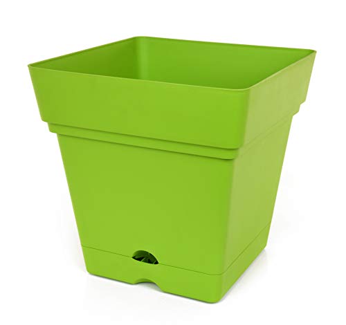 Lime Green