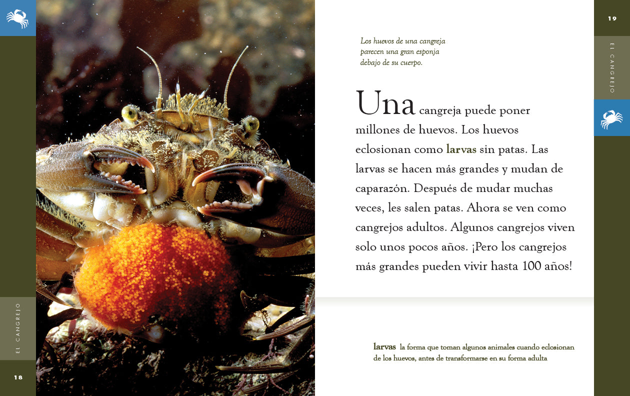El Cangrejo Book 9781640266896 - Spanish Children's Book About Crabs for Kids Learning & Ocean-Themed Bedtime Stories