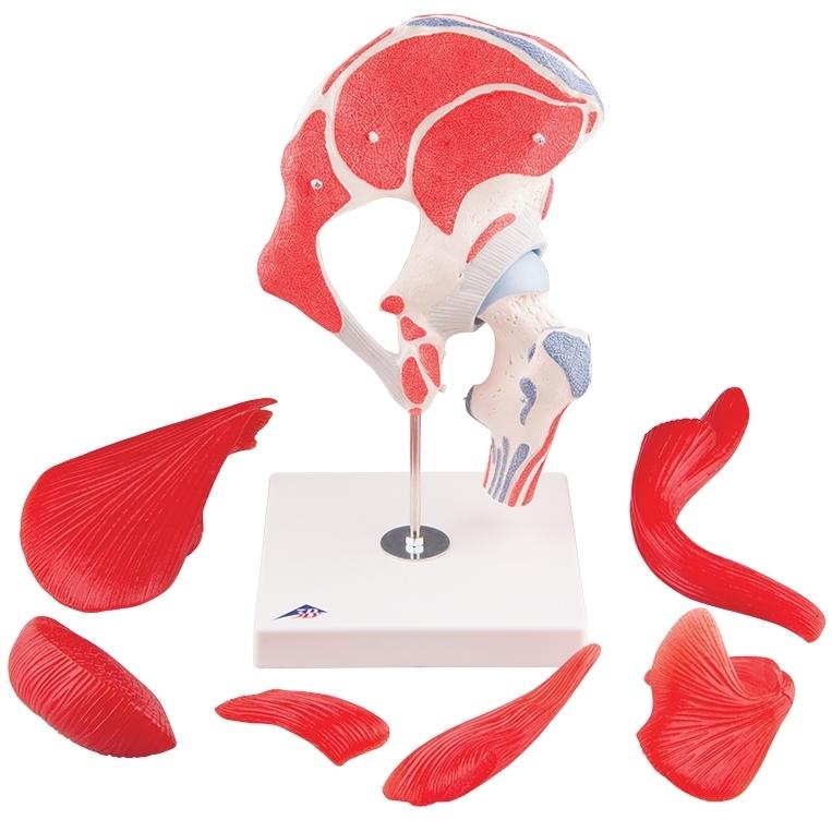 7-Part Hip Joint Model with Muscles - Anatomical Educational Tool for Medical Students, Doctors, and Physical Therapists - Perfect for Classroom, Lab, and Clinical Demonstrations
