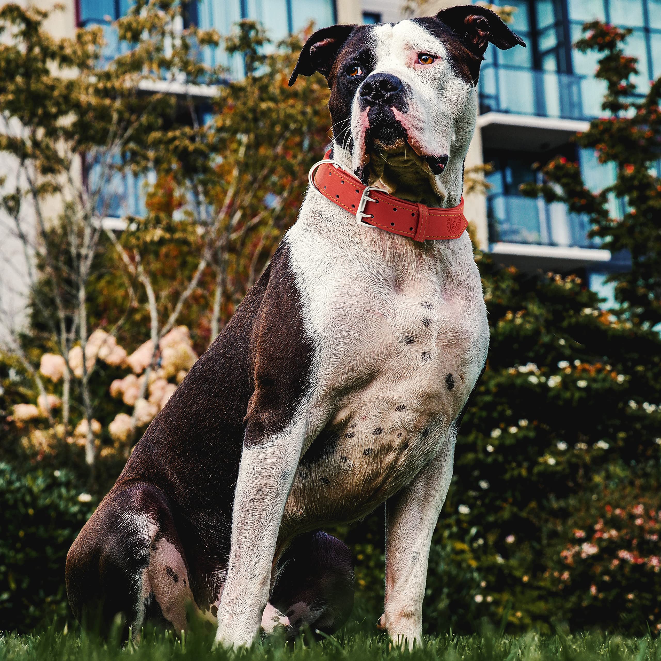 Genuine Leather Dog Collar for Medium Large & XL Breeds - Adjustable Heavy Duty Pet Collar with Durable Hardware (Red, Size L) - Perfect for Walking, Training & Outdoor Adventures
