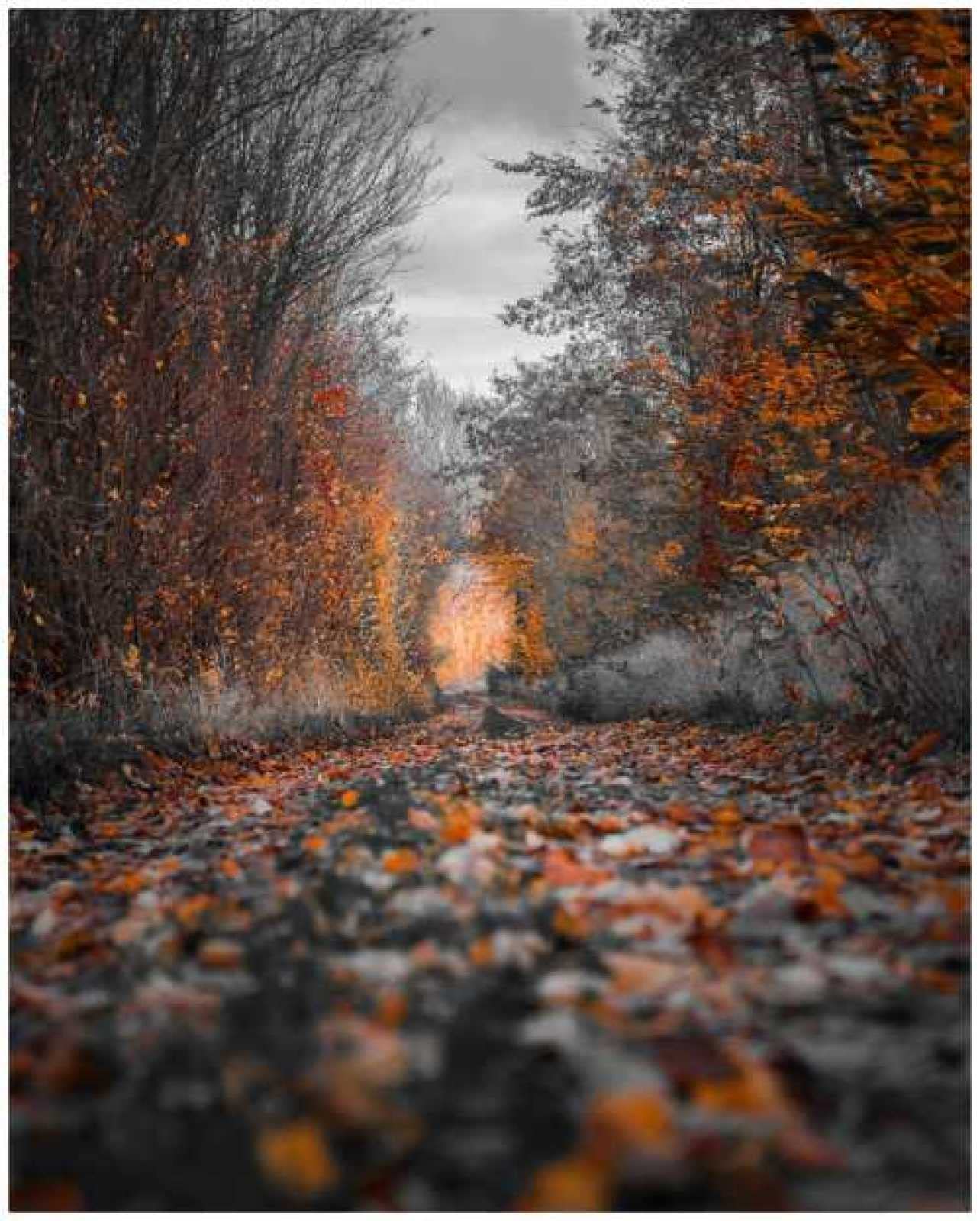 500-Piece Wooden Jigsaw Puzzle - Autumn Leaves Forest Path - Educational Puzzle for Kids & Adults - Perfect Gift for Birthdays & Family Game Nights - Relaxing Brain Teaser for Stress Relief & Home Decor
