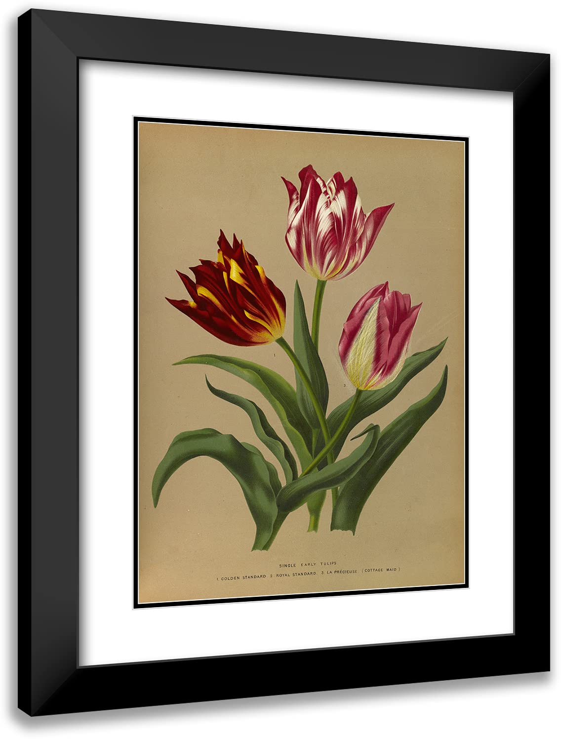 ArtDirect Arentine H. Arendsen 14x18 Inch Black Modern Picture Frame with Double Matted Museum Quality Art Print - Single Early Tulips 3 (1872-1881) Floral Wall Decor for Living Room, Bedroom & Office