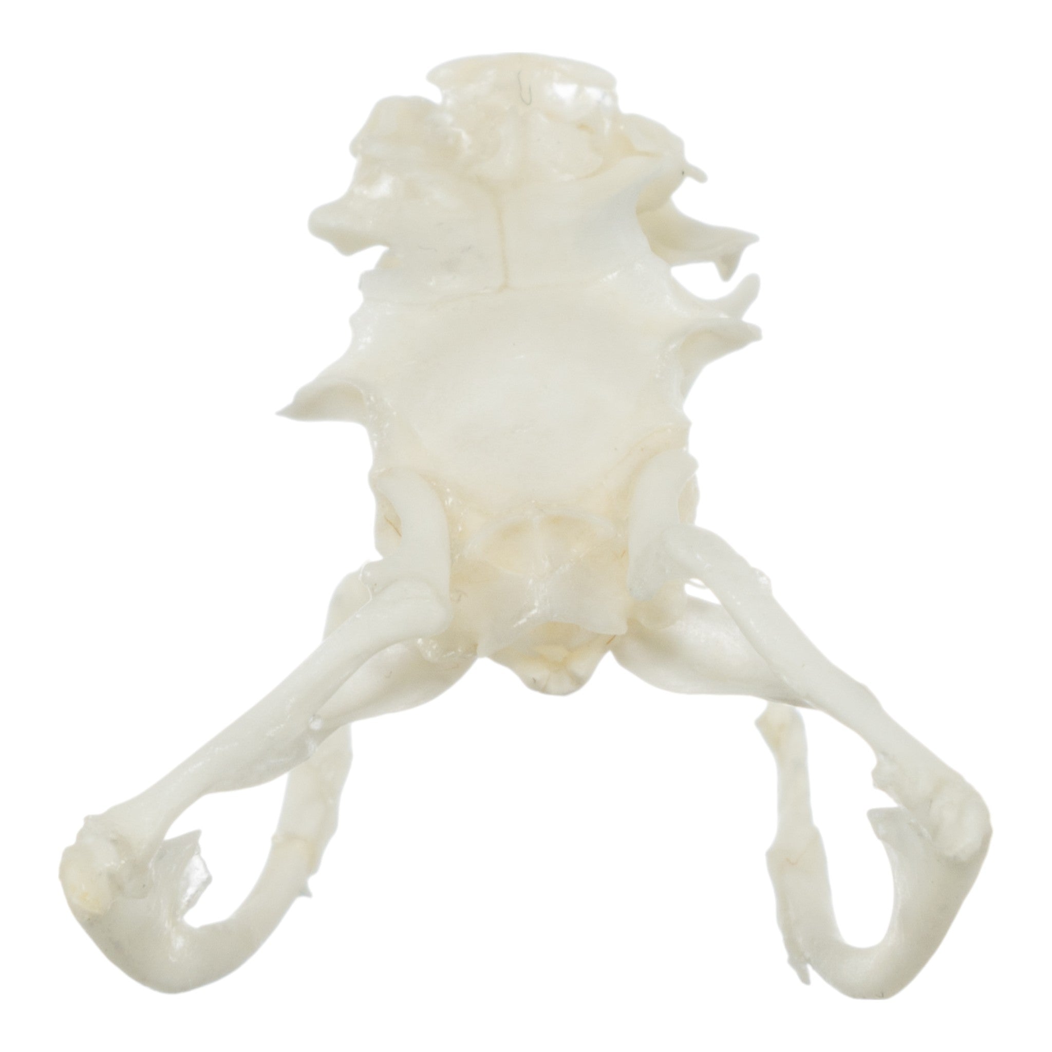 Authentic Real Sidewinder Rattlesnake Skull - Taxidermy Specimen for Home Decor, Gothic Collection, and Educational Display - Perfect for Halloween, Oddity Cabinets & Biology Classrooms
