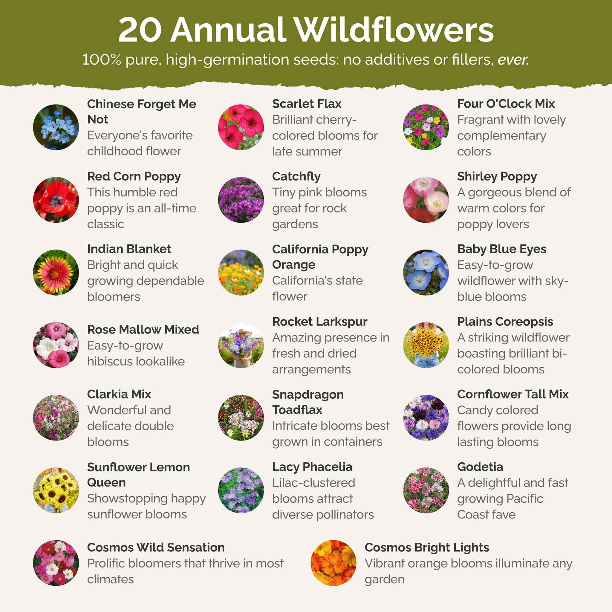 Eden Brothers Premium Wildflower Seed Mix - 1/4 lb (120,000+ Seeds) with Sunflower, Indian Blanket & Scarlet Flax | Annual Flower Seeds for Planting | Attracts Bees, Butterflies & Pollinators | Spring Planting for Zones 3-10 | Perfect for Gardens, Meadows & Landscaping
