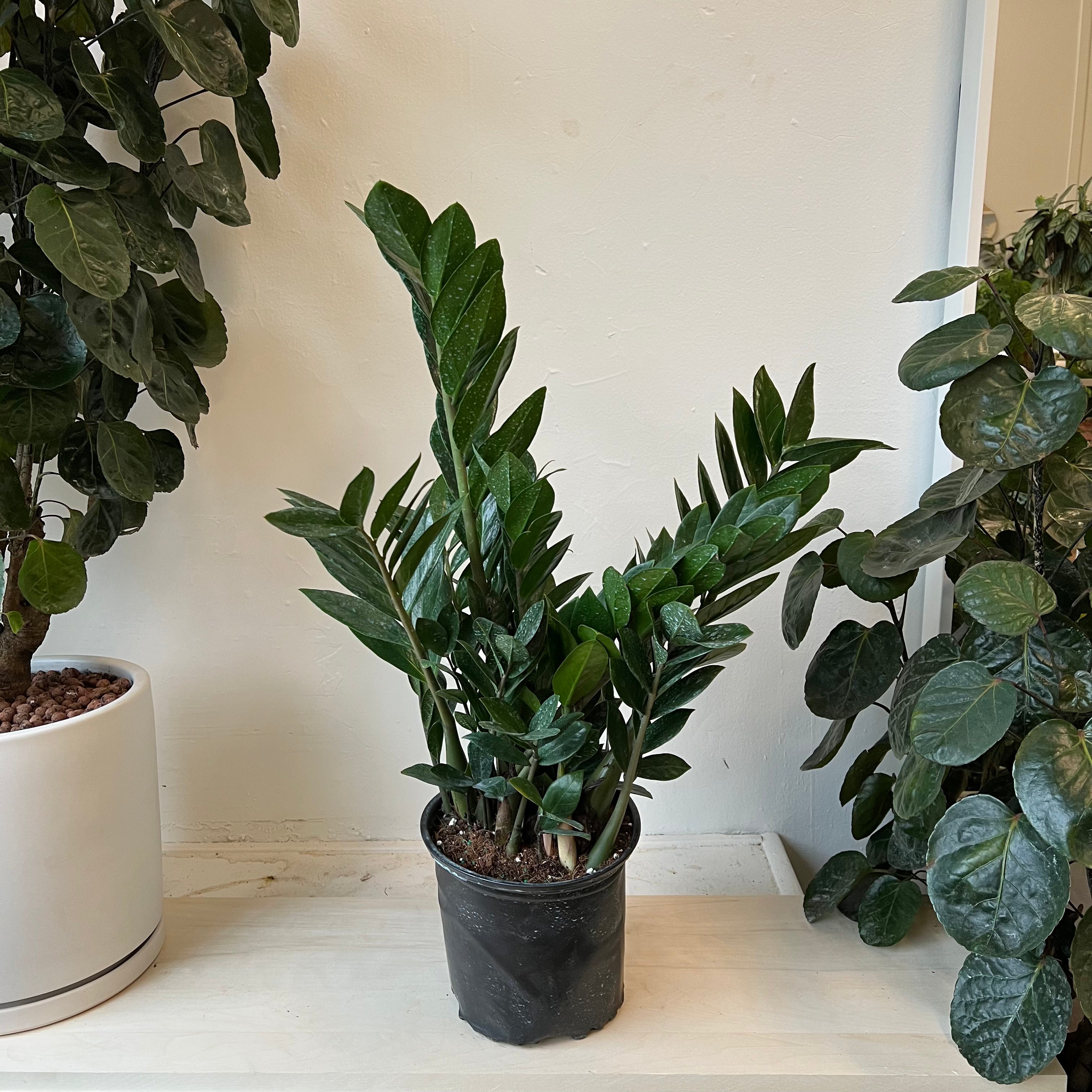 ZZ Plant (Zanzibar Gem) - Low Light Indoor Houseplant for Home, Office & Decor - Perfect for Living Room, Bedroom & Workspace
