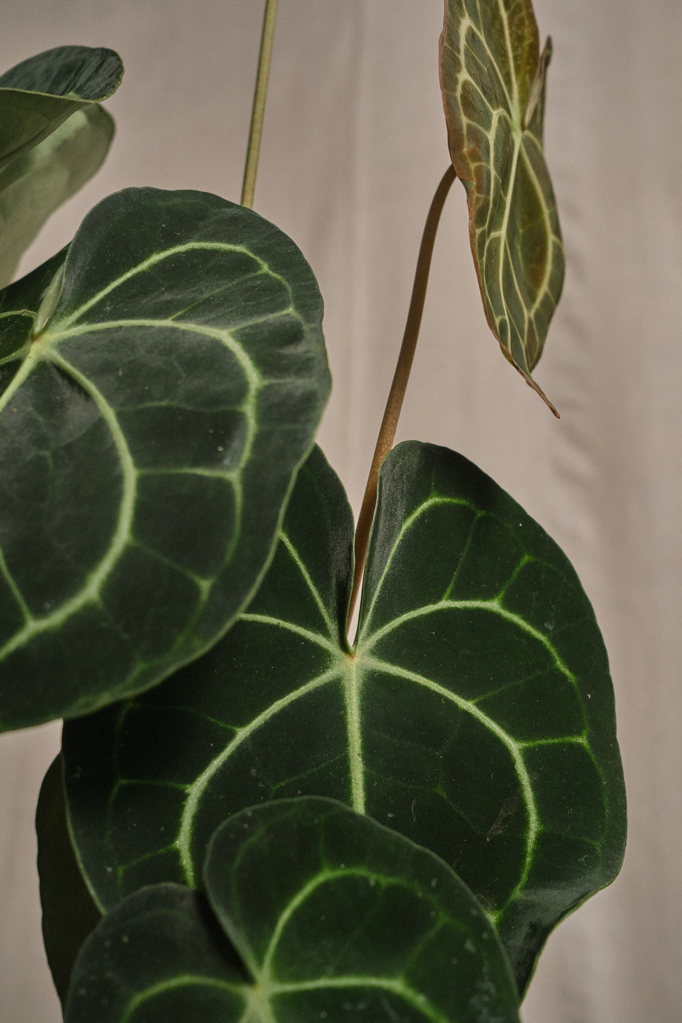 Anthurium Clarinervium - Velvet Leaf Anthurium Plant for Indoor Decor, Home Office, and Gift Ideas