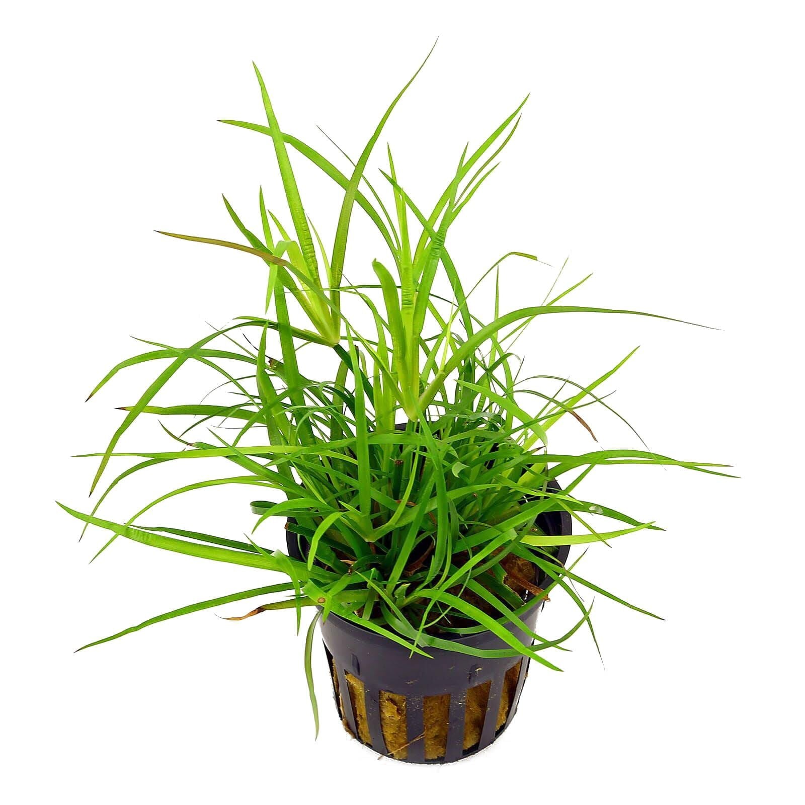 TCulture Juncus Repens Live Aquatic Plant for Aquarium - Freshwater Fish Tank Decor, Perfect for Aquascaping & Shrimp Tanks