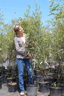 Black Bamboo Live Plant (Phyllostachys Nigra) - #1 Size for Privacy Screening, Landscaping & Asian Garden Decor - Fast Growing Evergreen Hedge for Outdoor Planting
