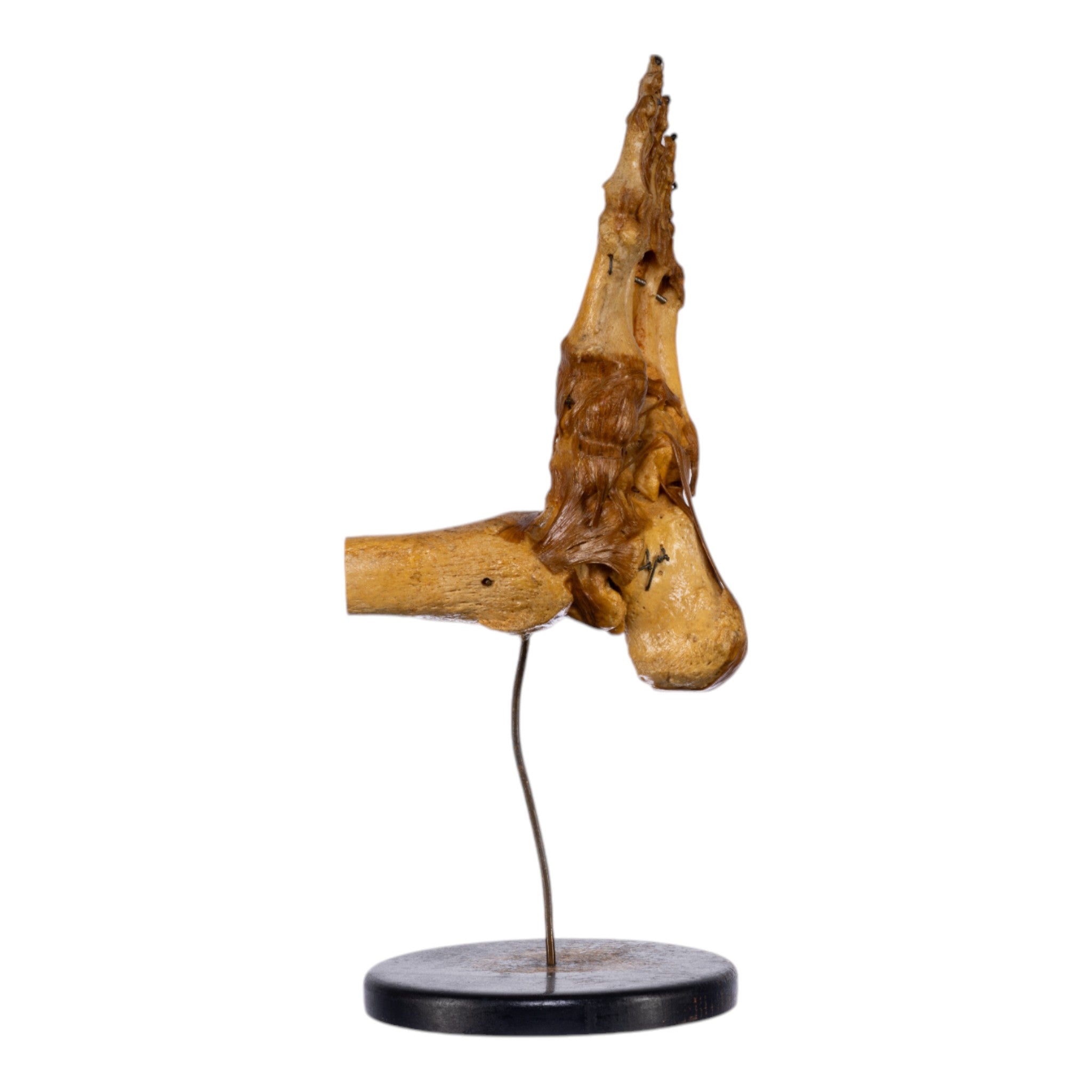 Real Human Foot and Ankle Joint Anatomy Model with Stand - Perfect for Medical Education, Classroom Demonstrations & Orthopedic Study