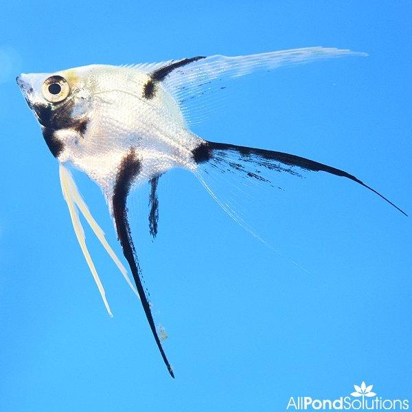 Marbled Veiltail Angelfish (Pterophyllum Scalare) - Freshwater Aquarium Fish for Home & Office Tanks