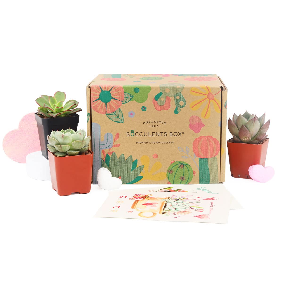 Premium Live Succulent Plants (2/3/4/5/6 Pack) - Fully Rooted in Plastic Pots with Soil | Colorful Indoor Houseplants for Home Decor, Office Desk, Wedding Centerpieces & Gift Ideas