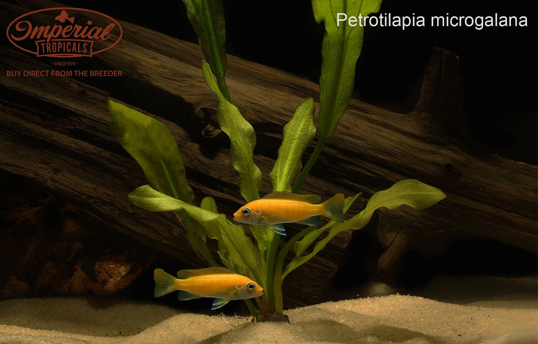 Petrotilapia Microgalana Nkhata Orange Cichlid - Rare African Cichlid Fish for Aquarium & Fish Tank Enthusiasts | Perfect for Freshwater Home Aquariums and Breeding Projects