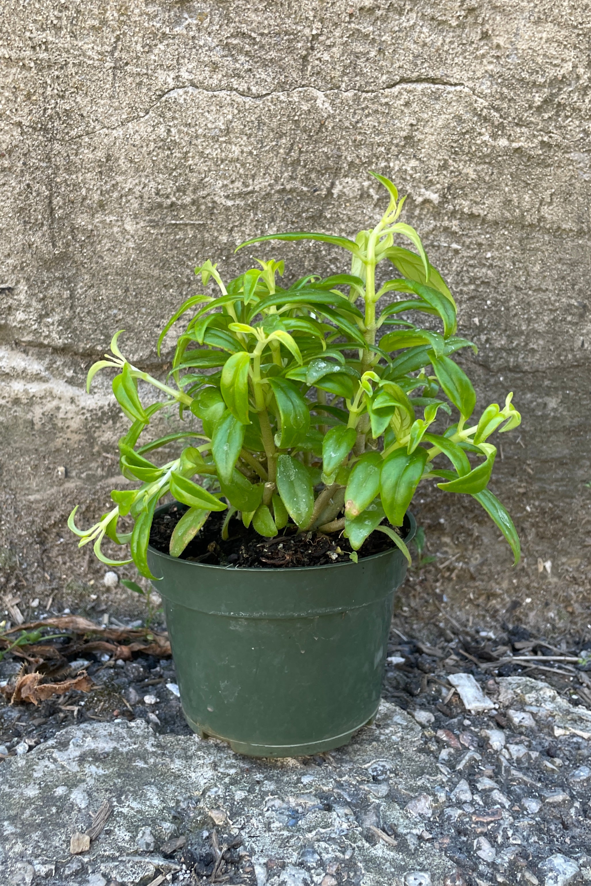 Columnea Flying Goldfish Plant - Live Houseplant with Unique Goldfish-Shaped Flowers for Indoor Home & Office Decor | Perfect for Hanging Baskets, Tabletops, and Bright Spaces